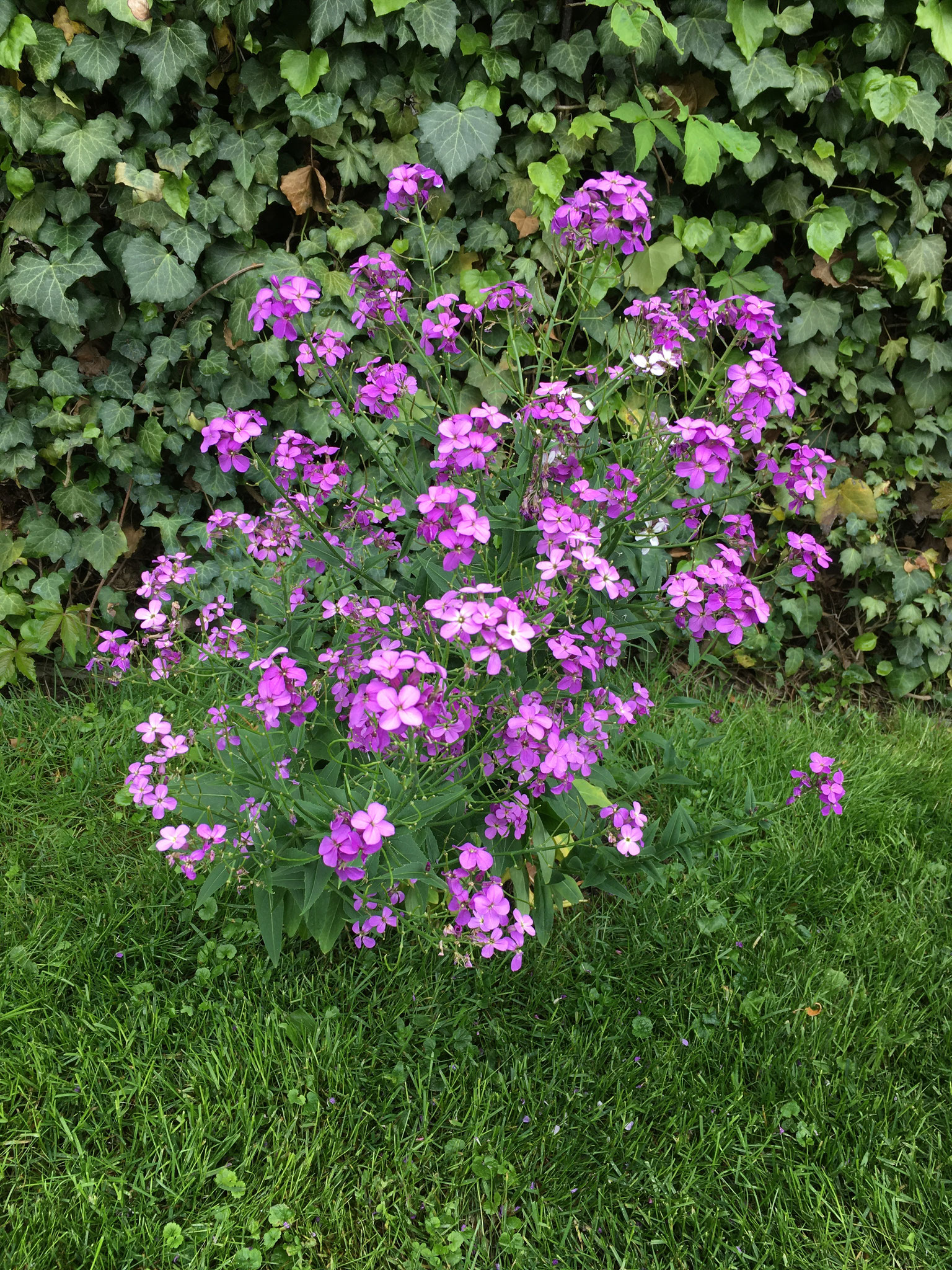 Nachtviole