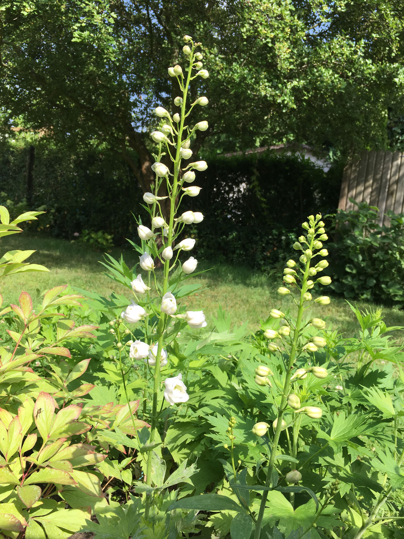 Delphinium Pacific Magic Fountains White