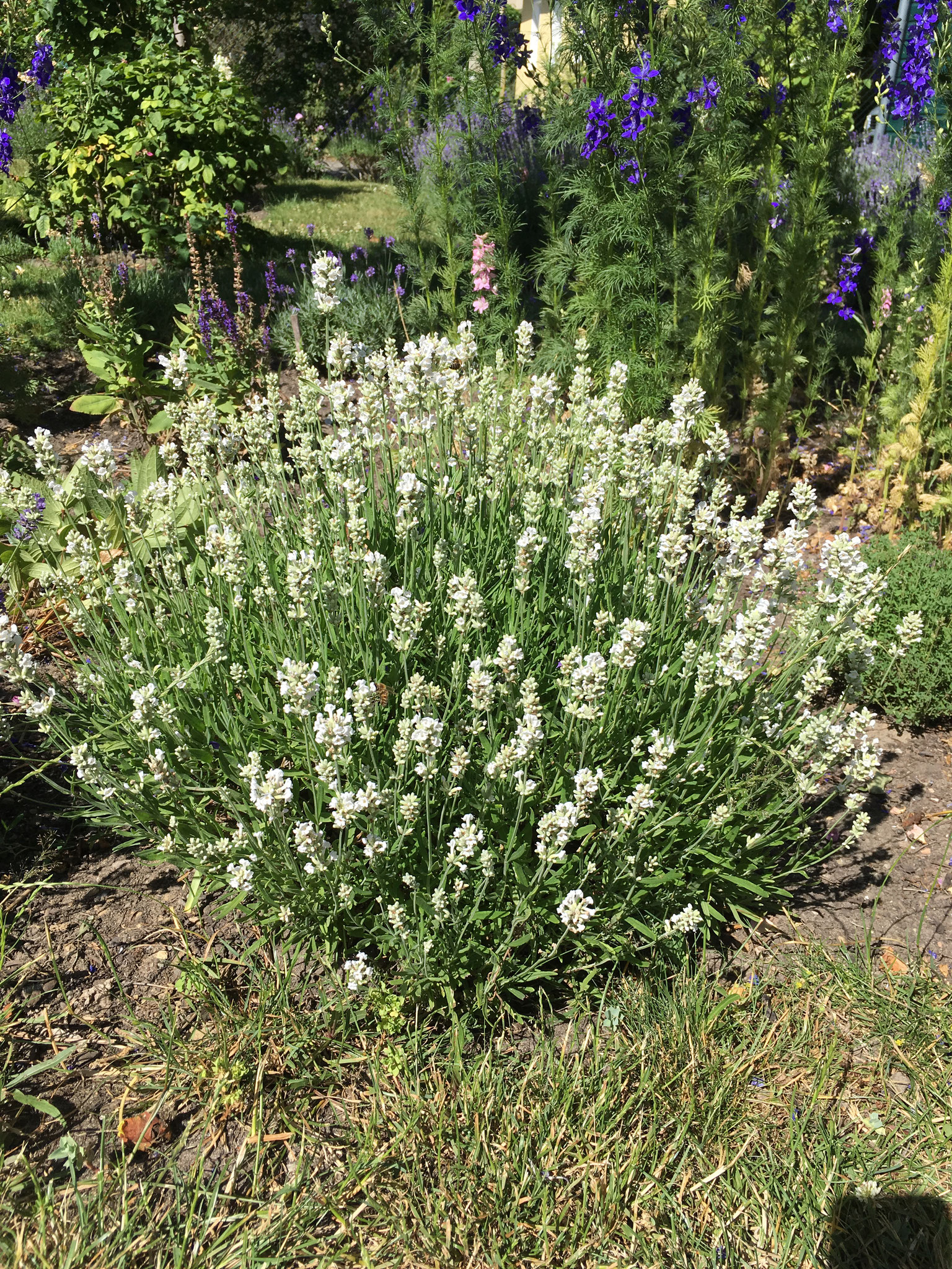 Lavendel angustifolia weiß
