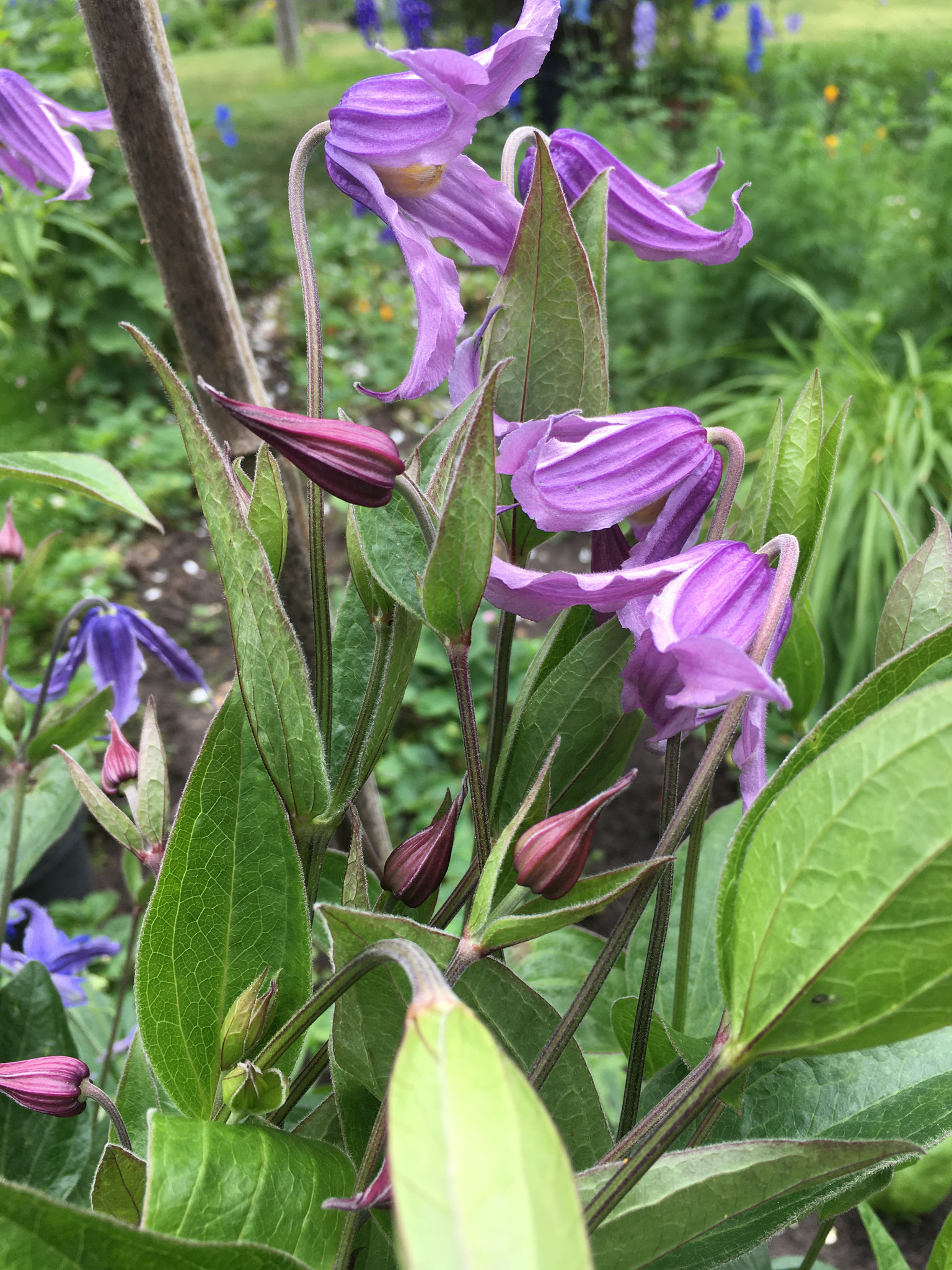 integrifolia