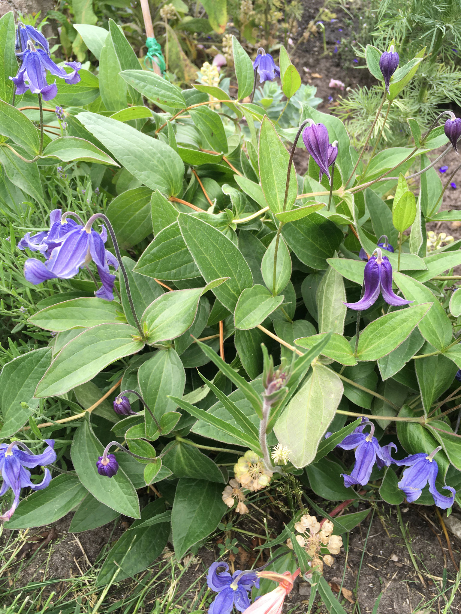 integrifolia