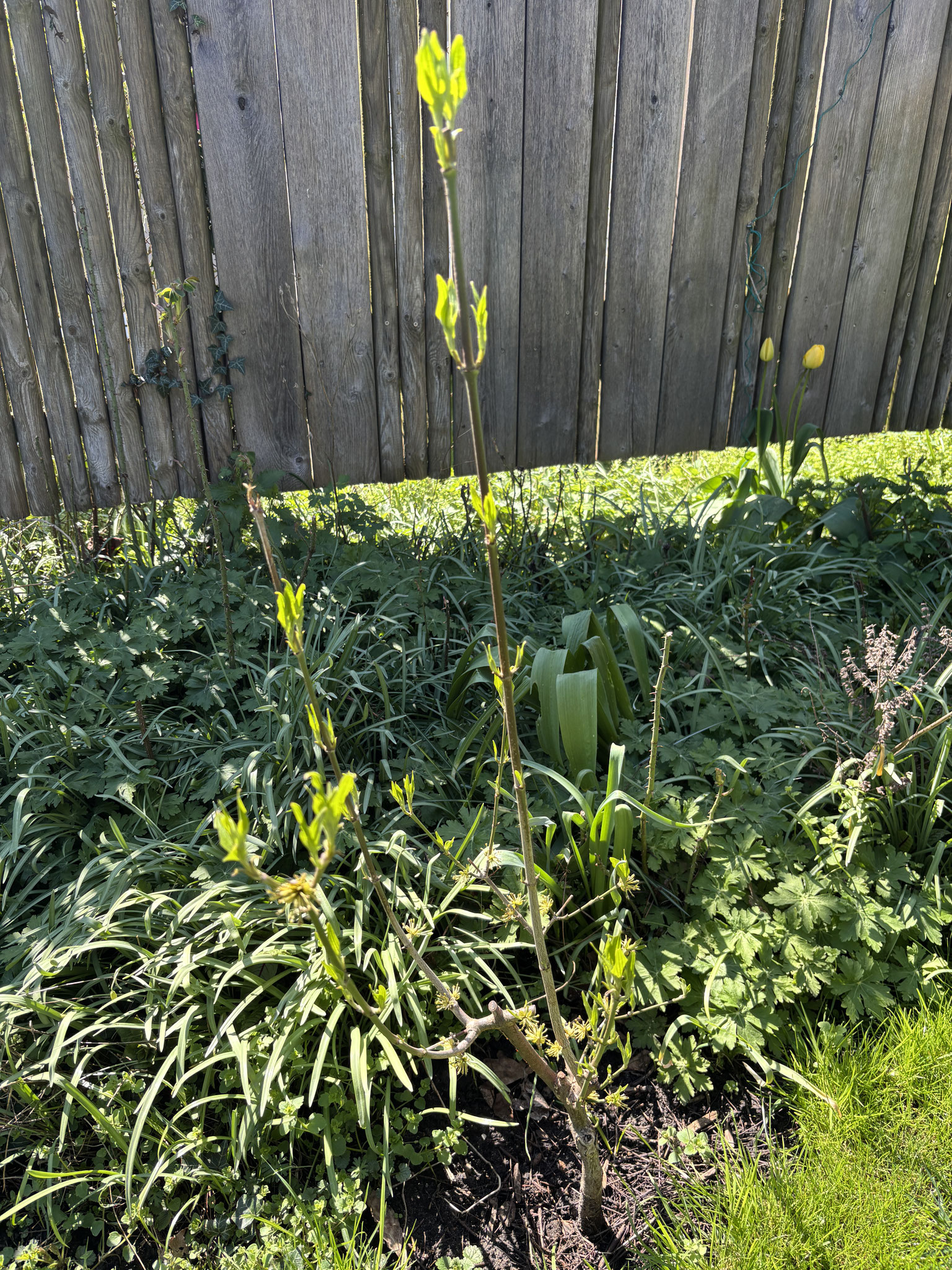 Cornus Mas