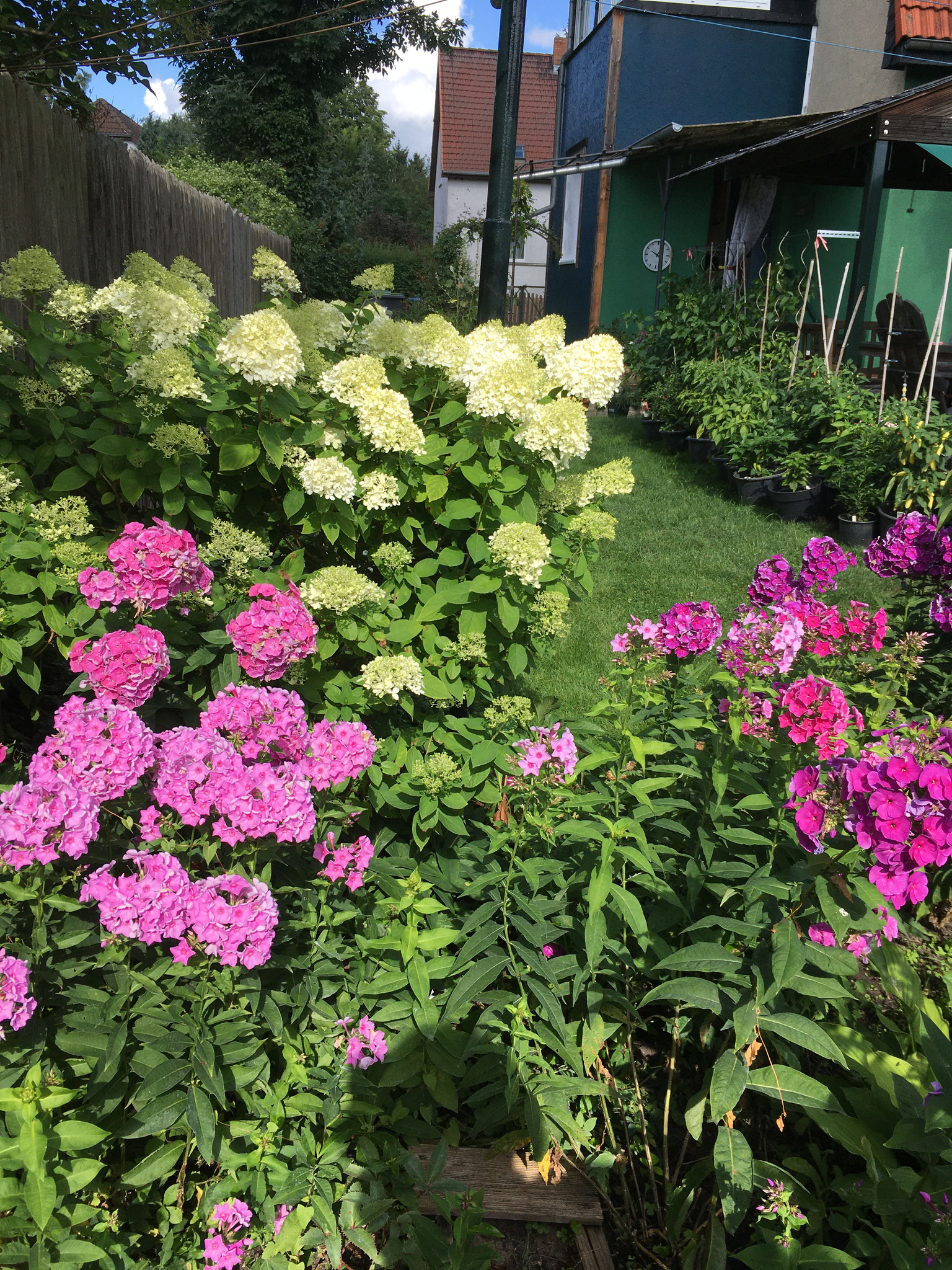 Phlox