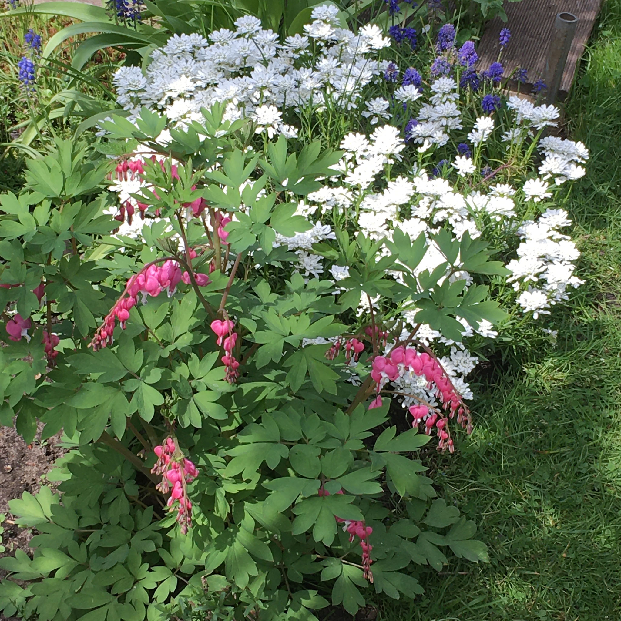 Tränendes Herz und Schleifenblume