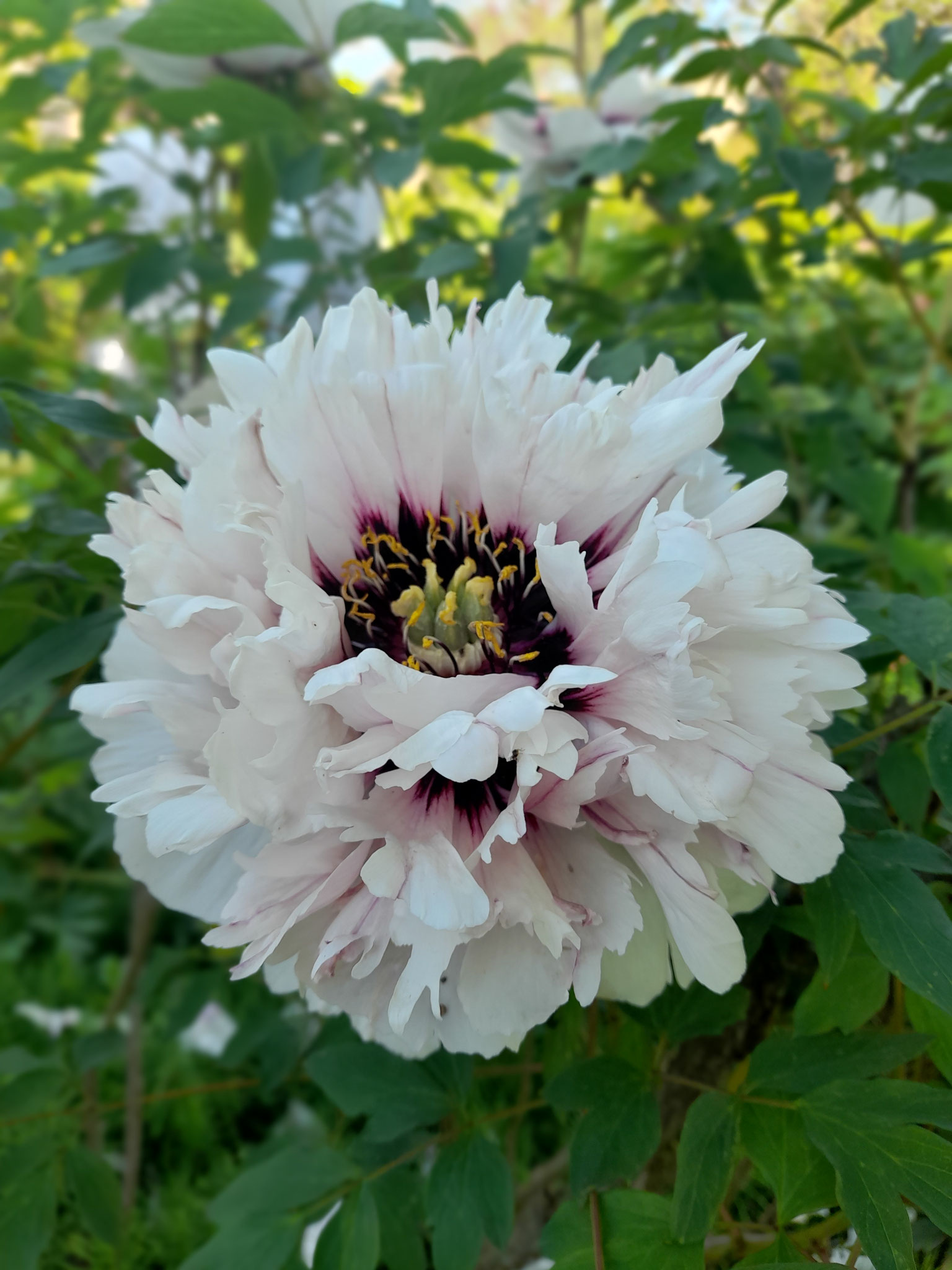Bilder aus dem Garten von Emrich in Wonsheim am 10.05.2026