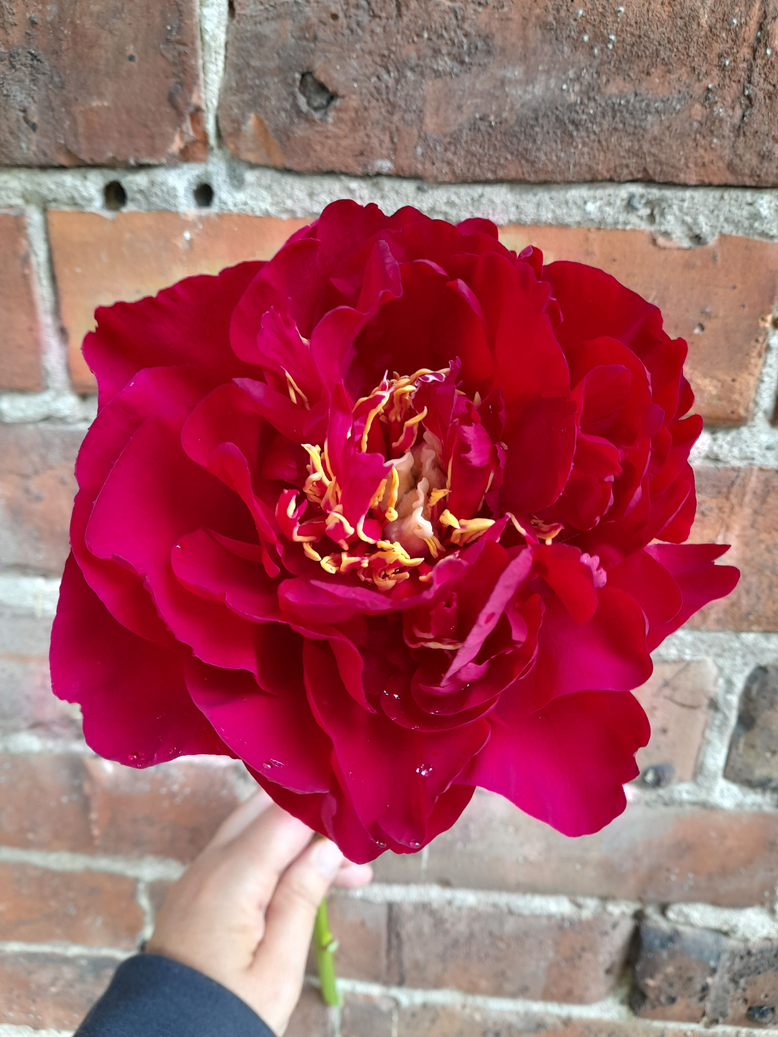 Paeonia 'Old Faithful' Sämling