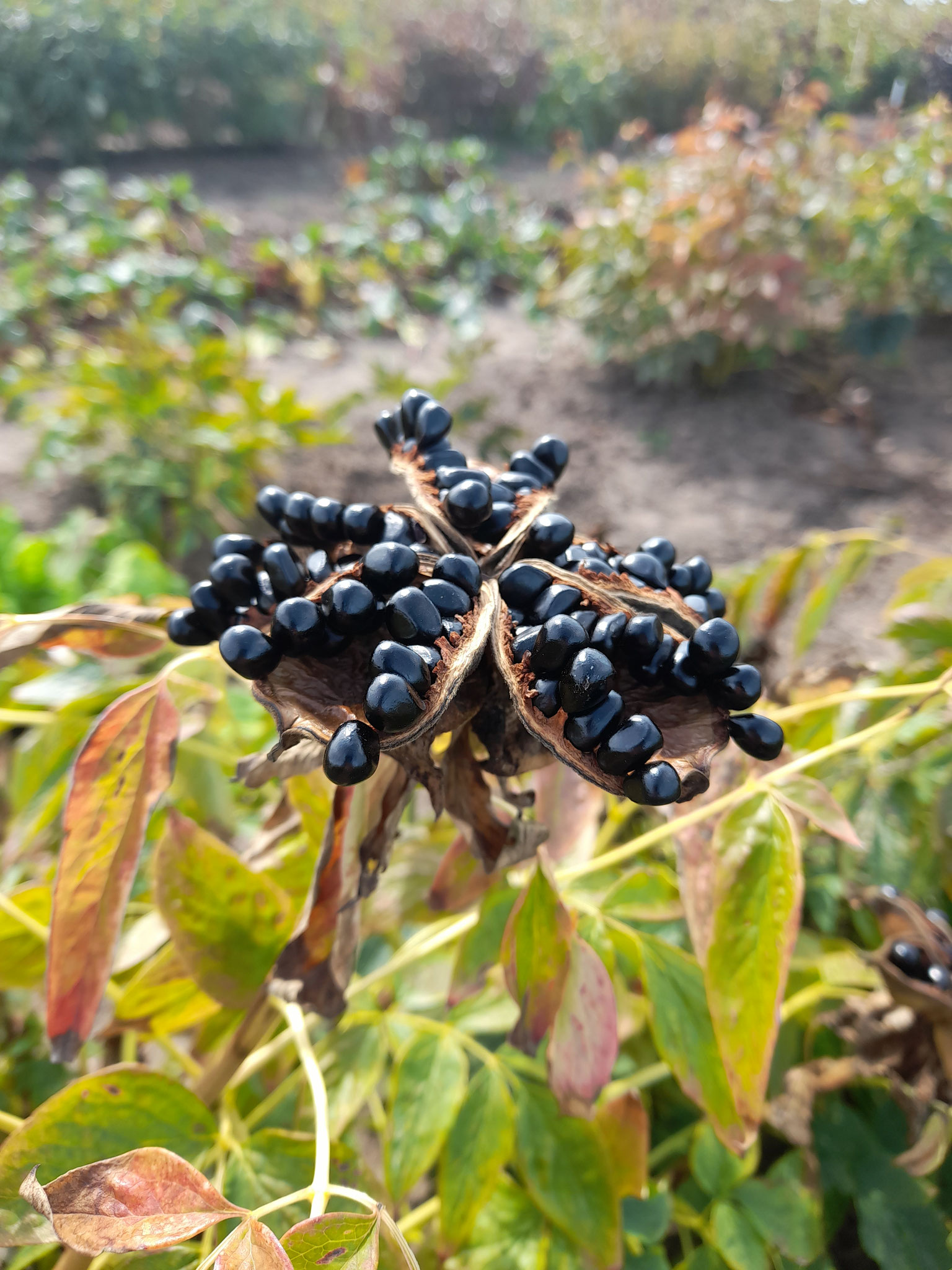 Paeonia Rockii Mr. Sun - Bild vom 5.09.2025