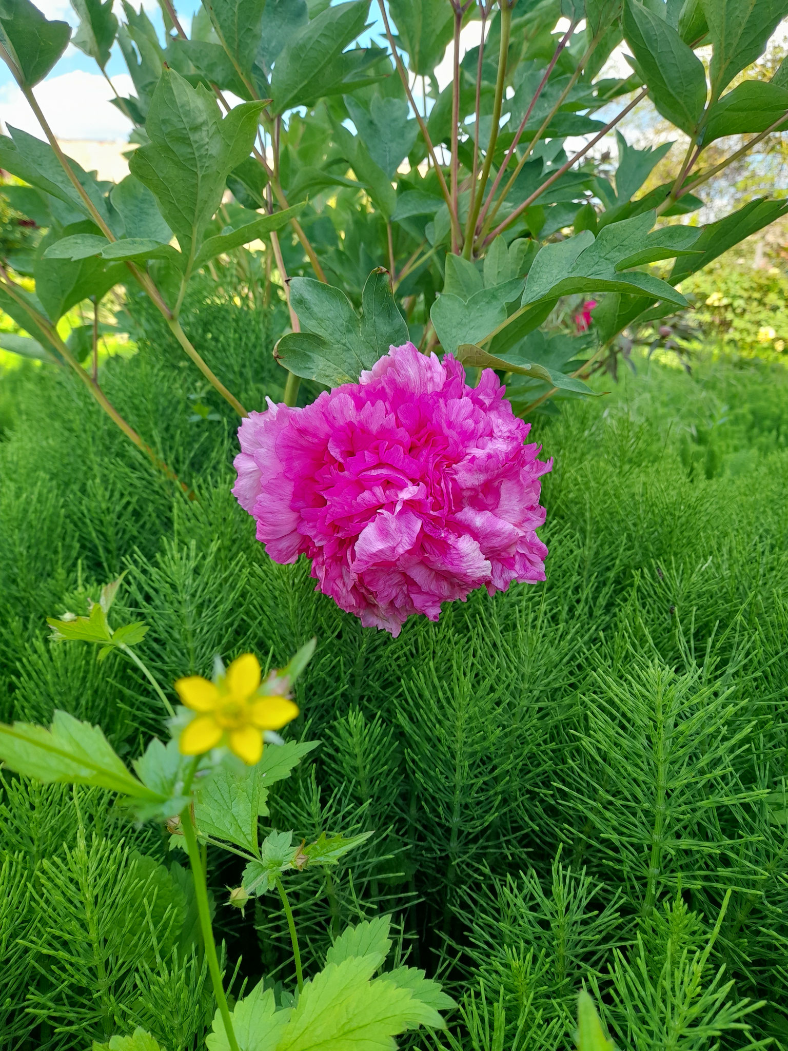 Bilder aus dem Garten von Emrich in Wonsheim am 10.05.2026