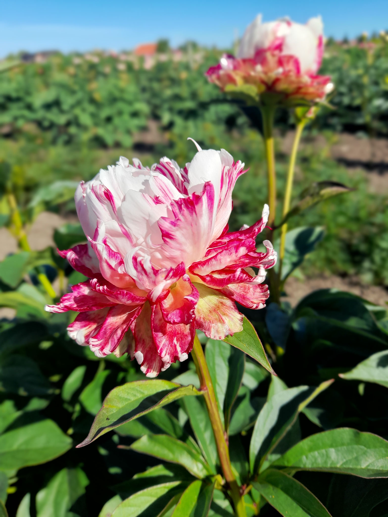 Paeonia 'Strohblume'