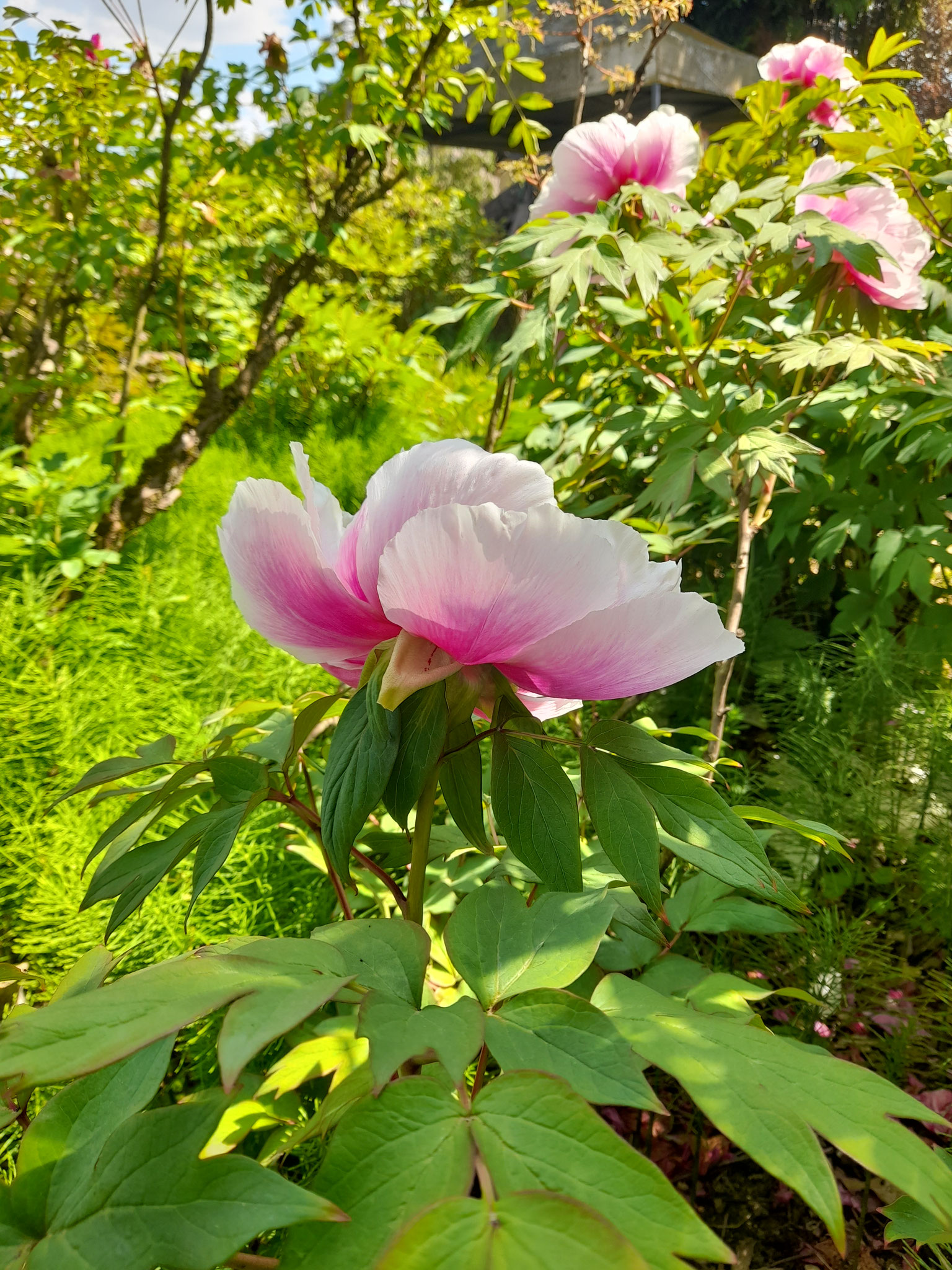 Bilder aus dem Garten von Emrich in Wonsheim am 10.05.2026