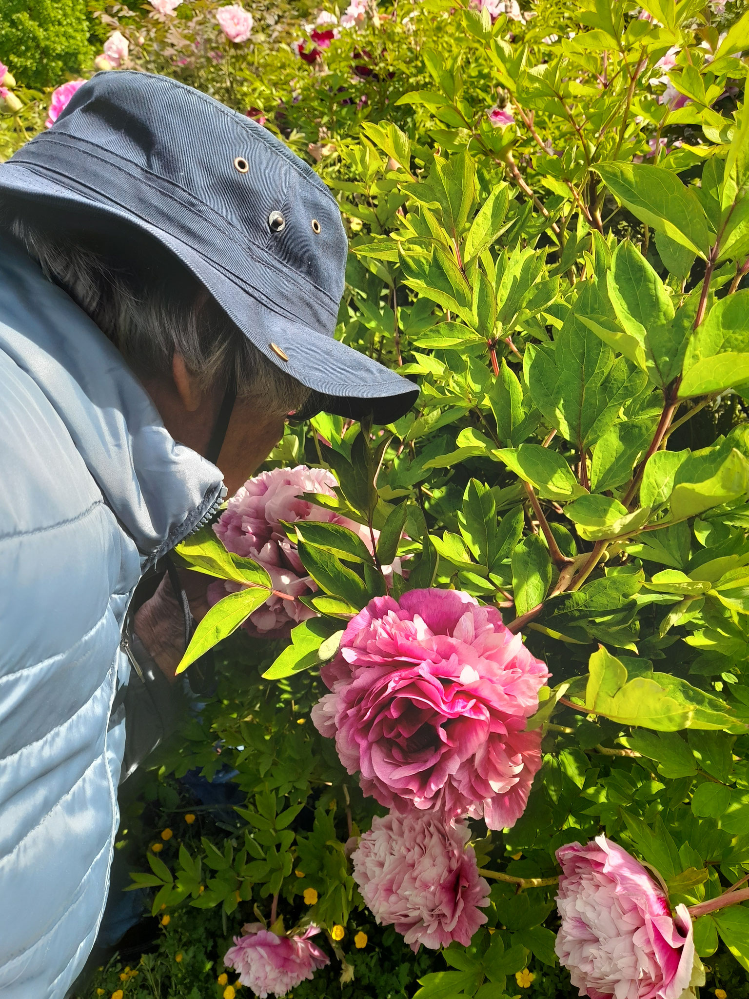 Paeonia 'Turmalin' im Park in Bad Rappenau 03.05.2026
