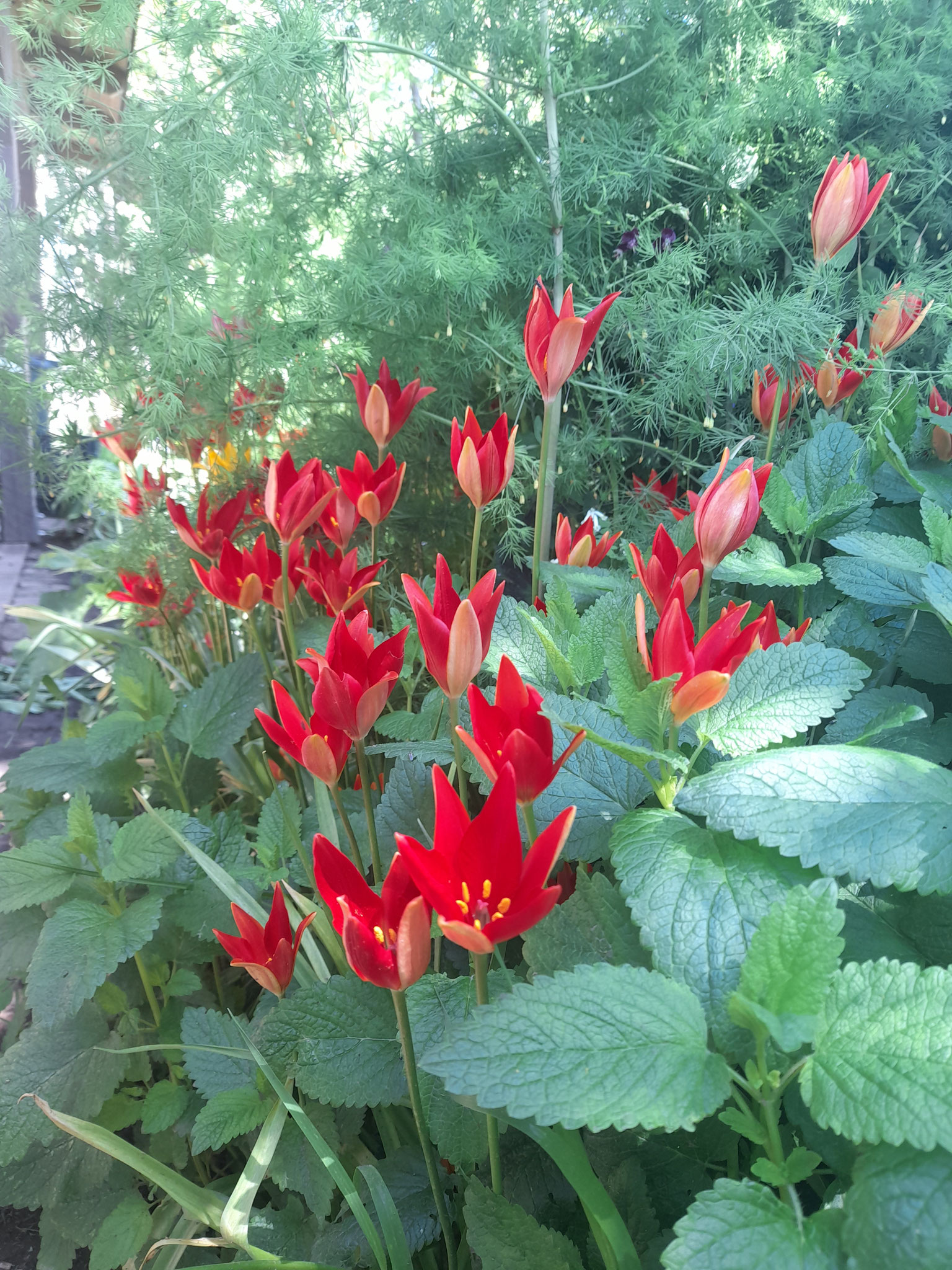 Tulipa sprengeri