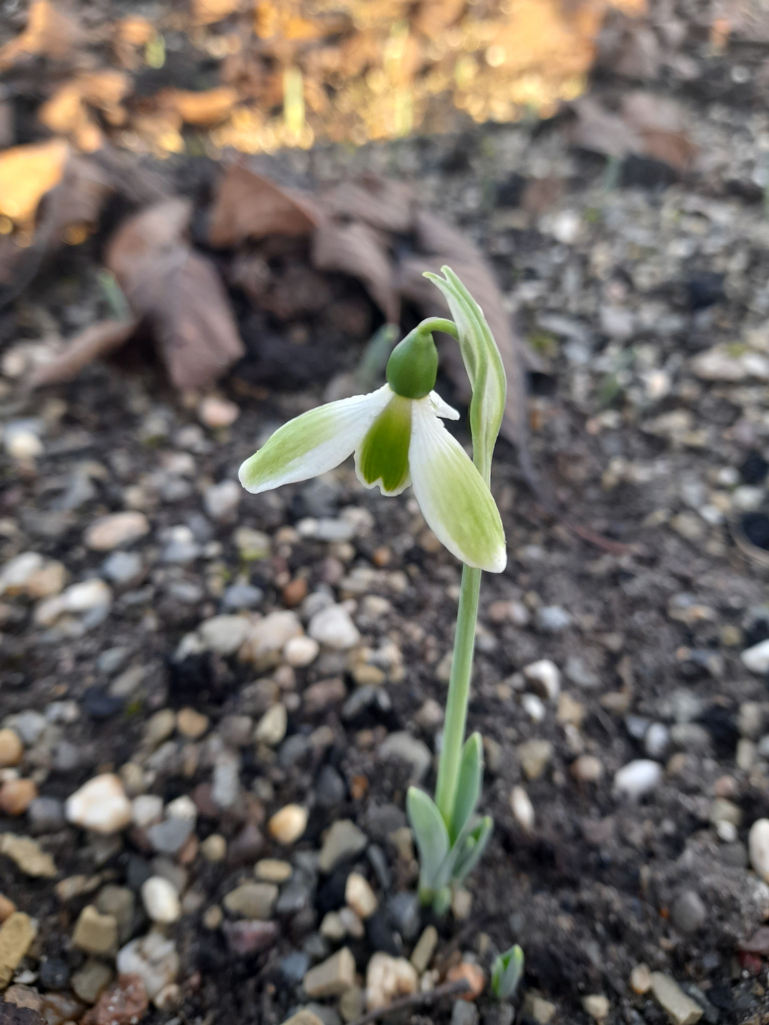 Galanthus 'York Minster' - sehr früh           Bild vom 11.12.2025