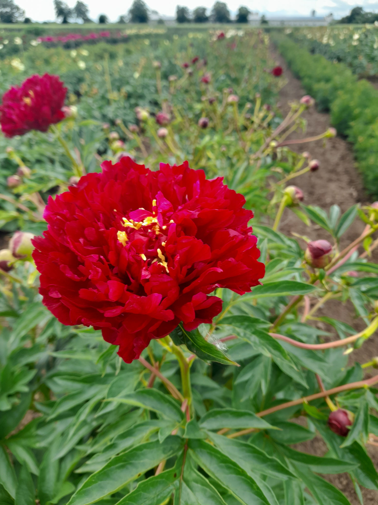 Paeonia 'Yes we can' Itho