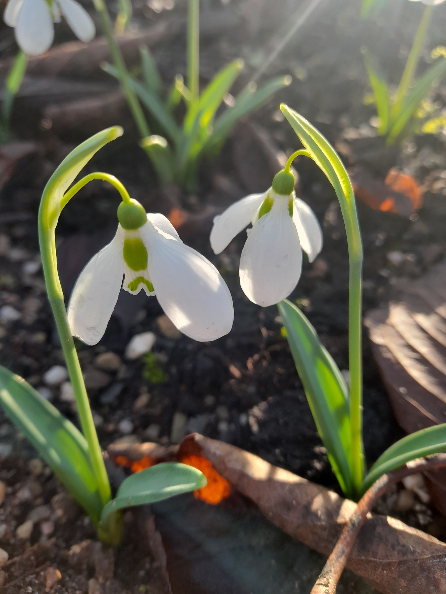 Galanthus Sämling von Three Ships - sehr früh      Bild vom 11.12.2025