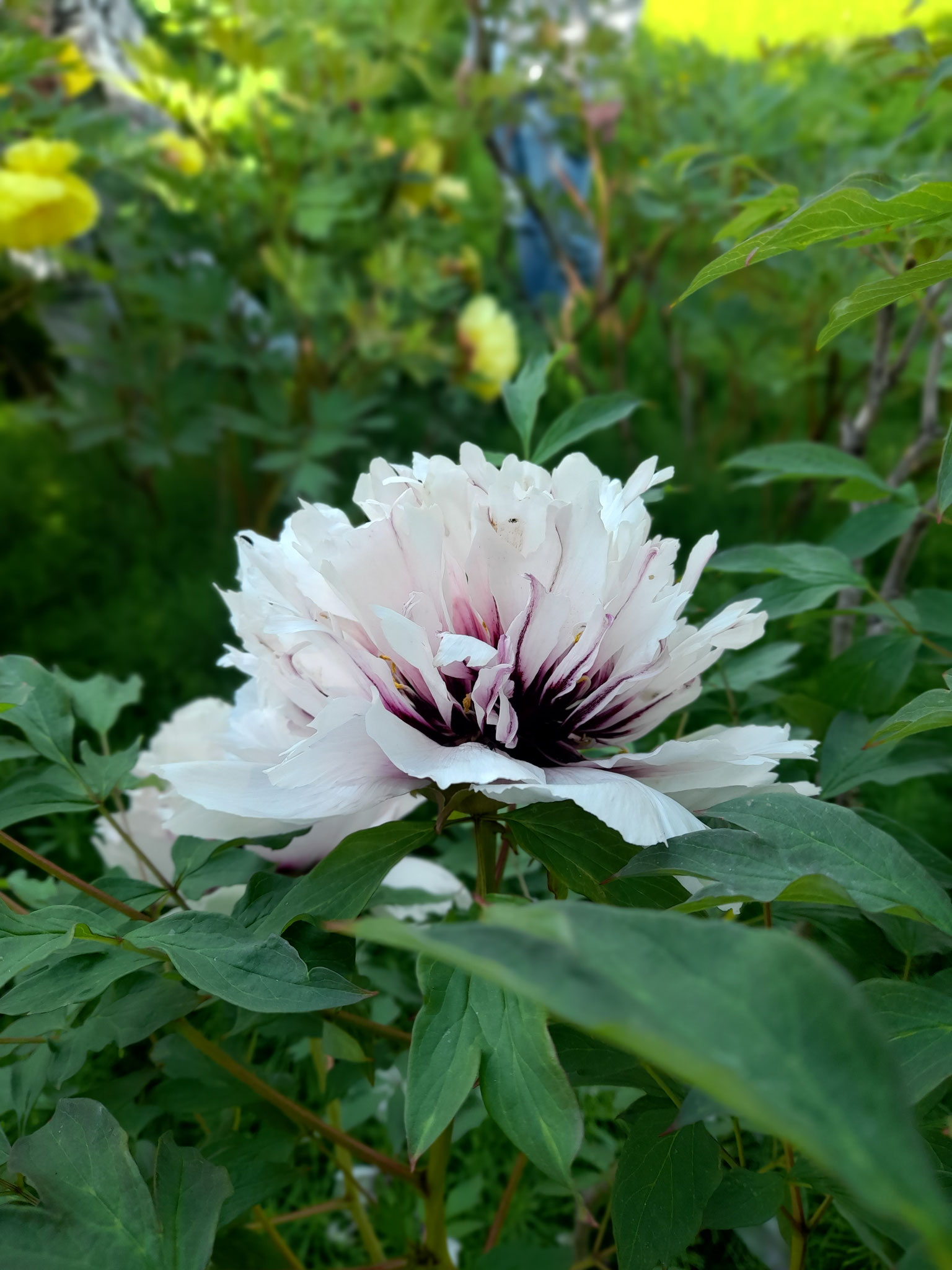 Bilder aus dem Garten von Emrich in Wonsheim am 10.05.2026