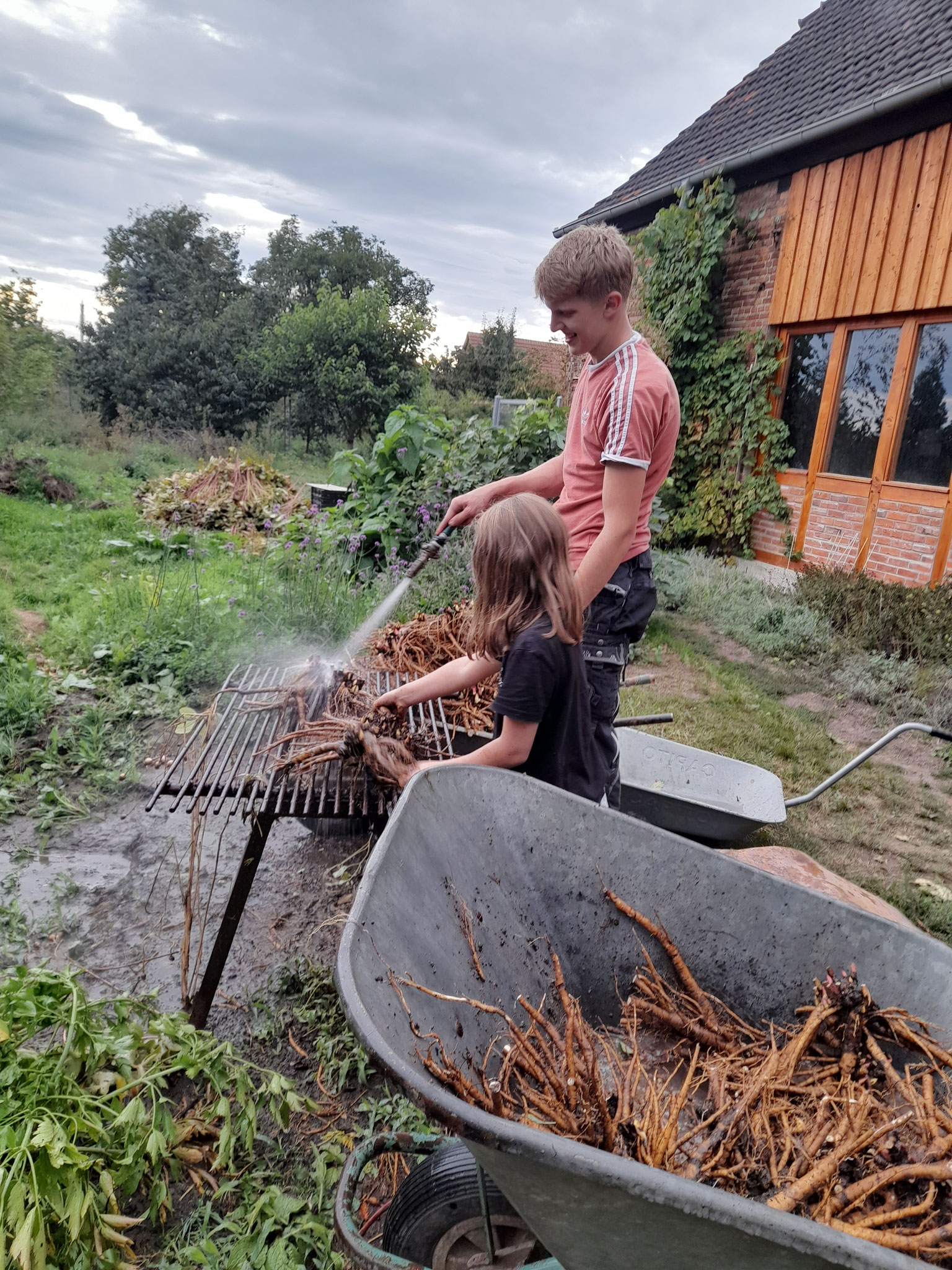 Paeonia mlokosewitschii Wurzeln werden vor dem Versand gewaschen Bild vom 2.09.2025