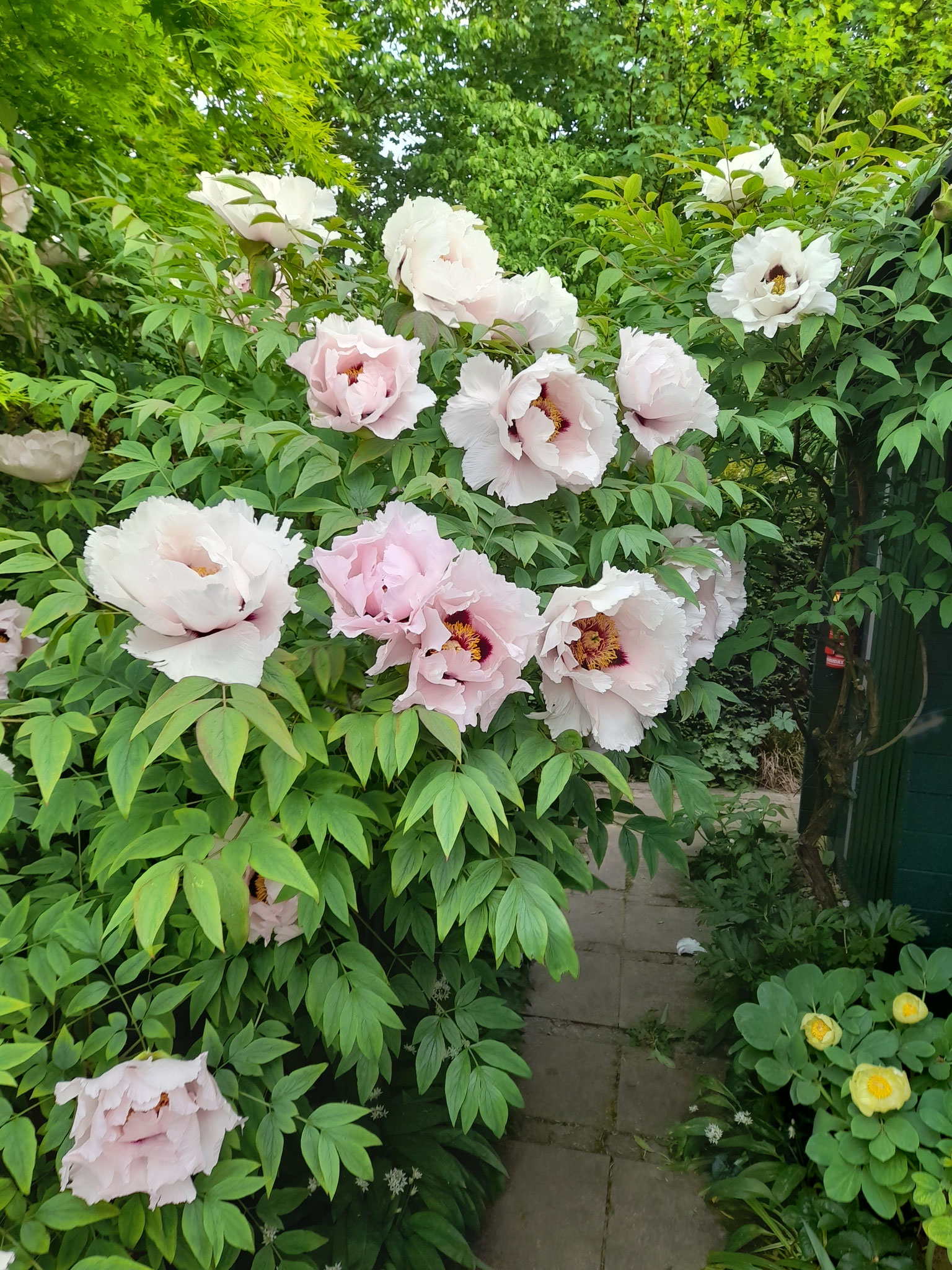 Paeonia 'Franziska' in Riecks Garten 3.05.2026