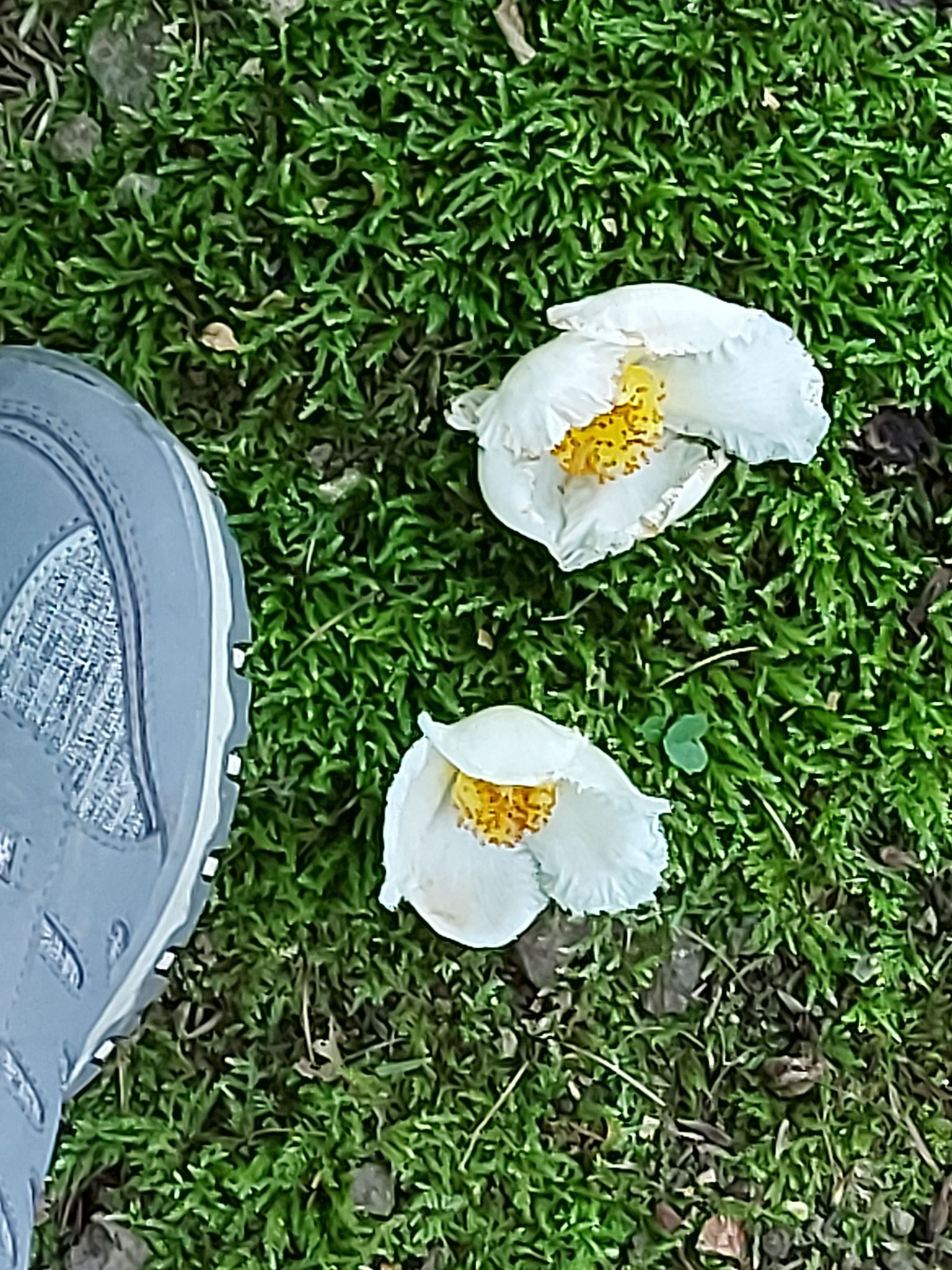 Unbekannte Blüten, Größenvergleich zu meinem Schuh