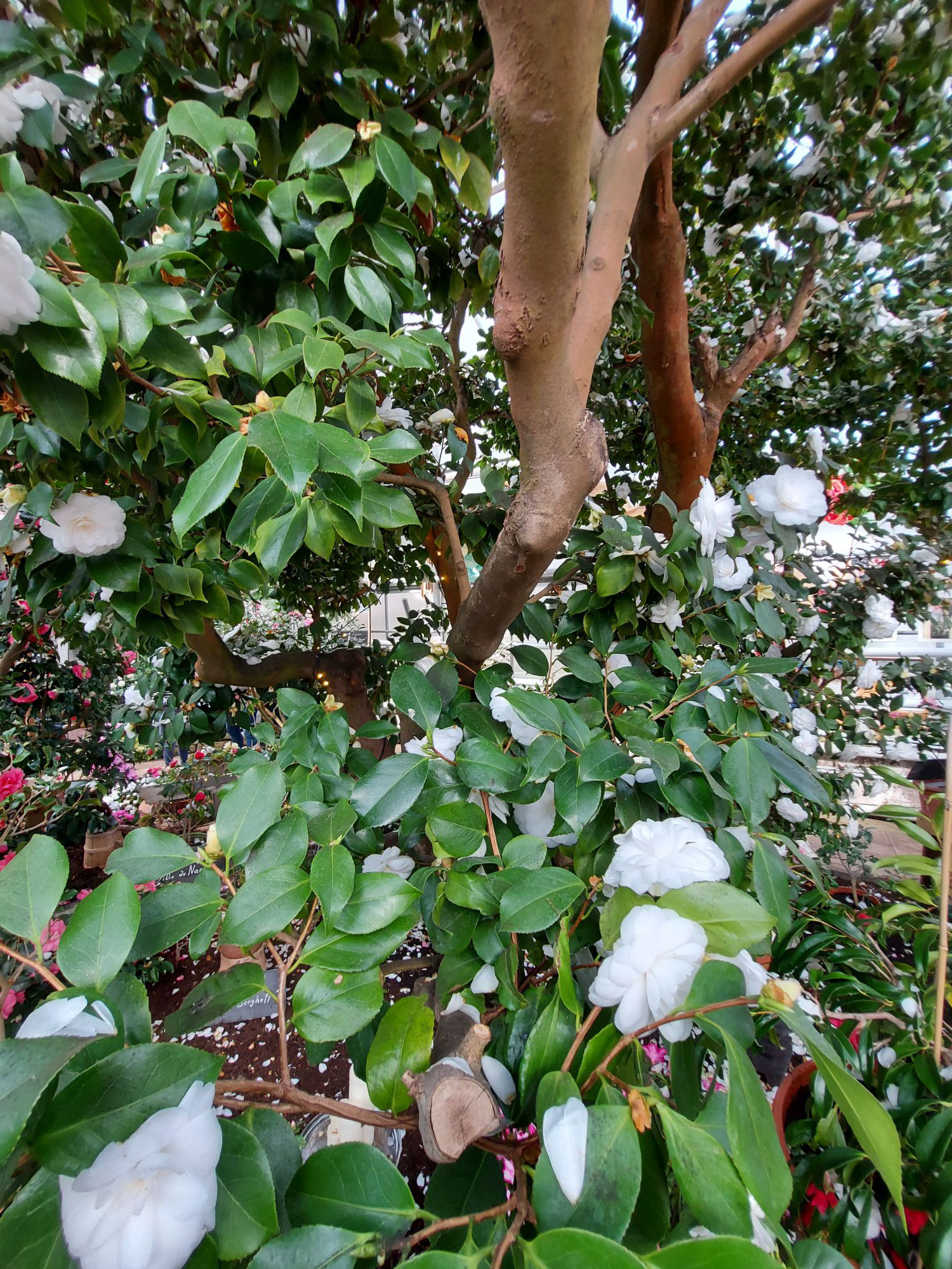 Camelilia Japonica Alba Plena / schon ein kleiner Baum nach mehr als 200 Jahren ...