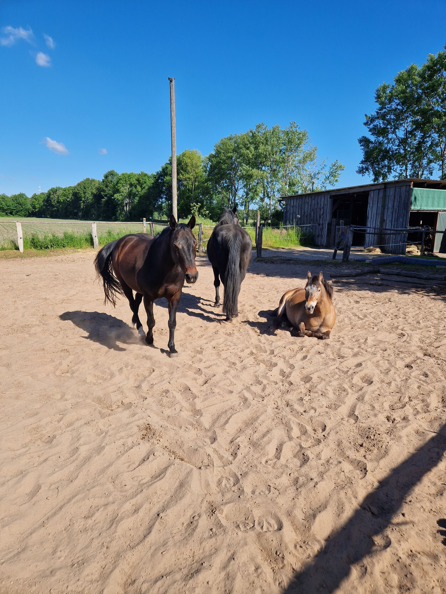 Smilla Rizzly und Mambo