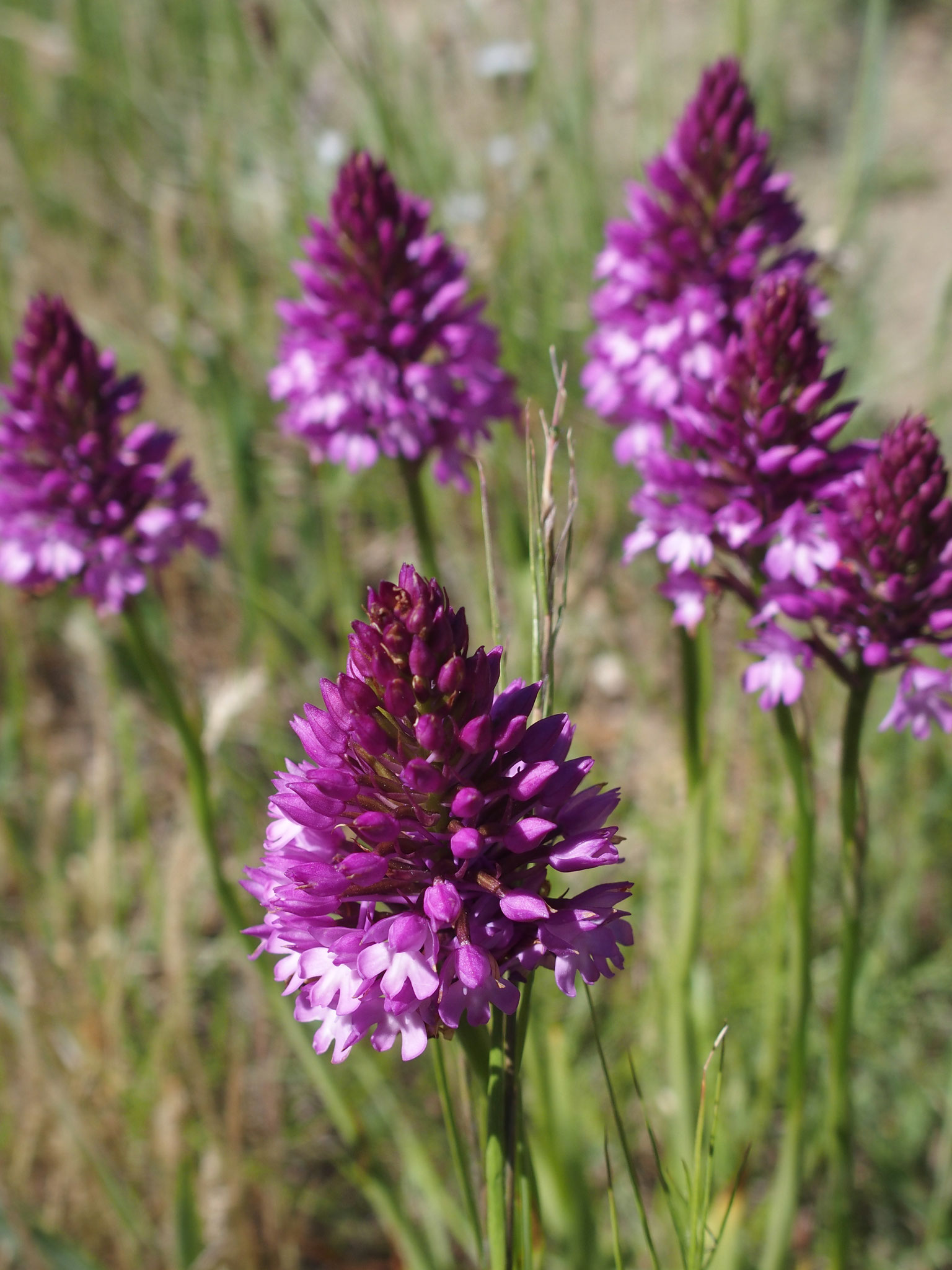 Anacamptis pyramidalis