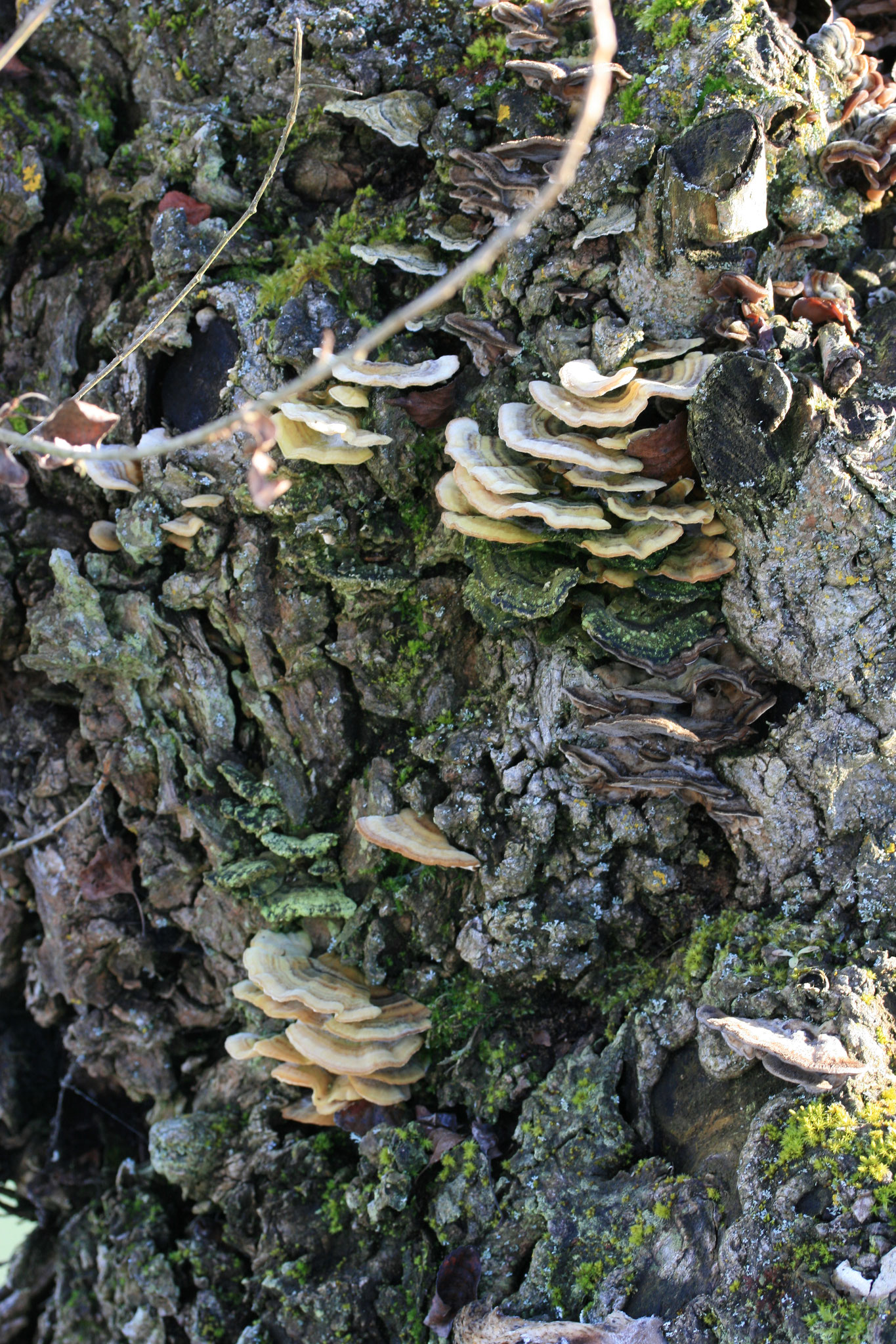 Tramètes ou coriole de couleurs variées. Coriolus versicolor