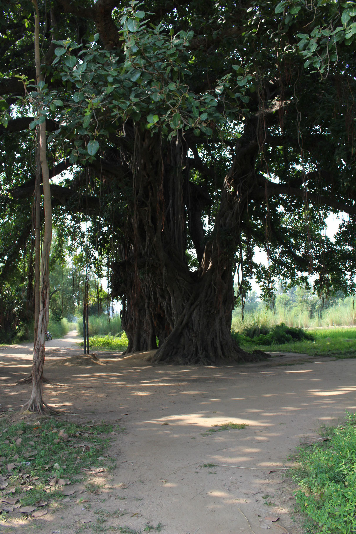 Le grand banyan !