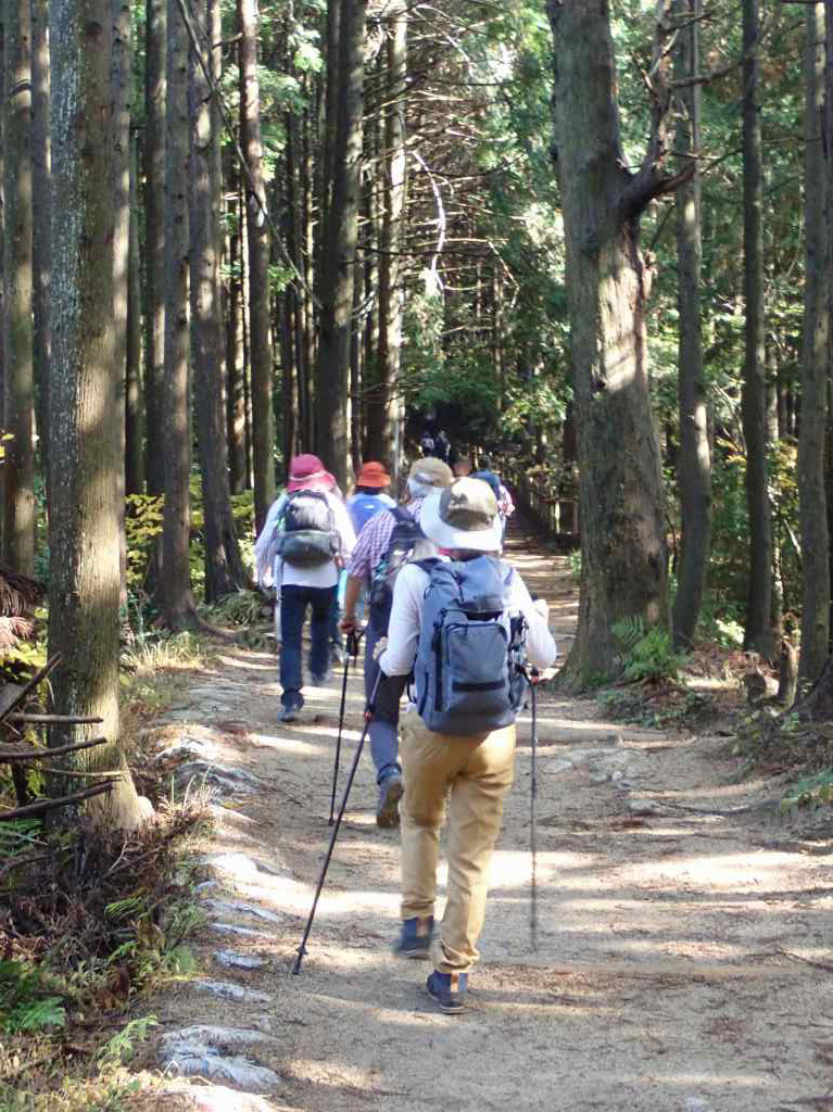 木漏れ日の木々の中を歩く