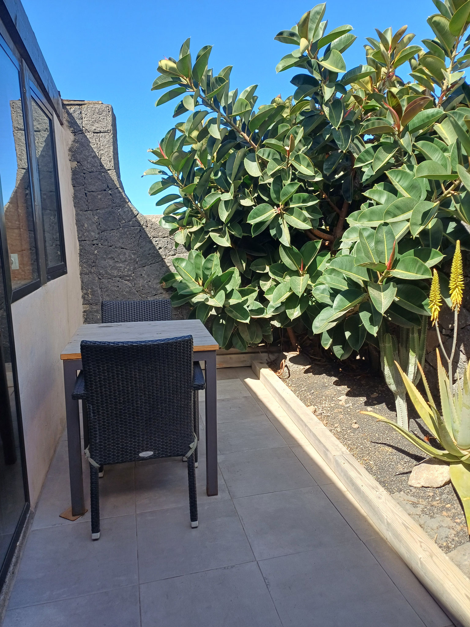 sous le ficus