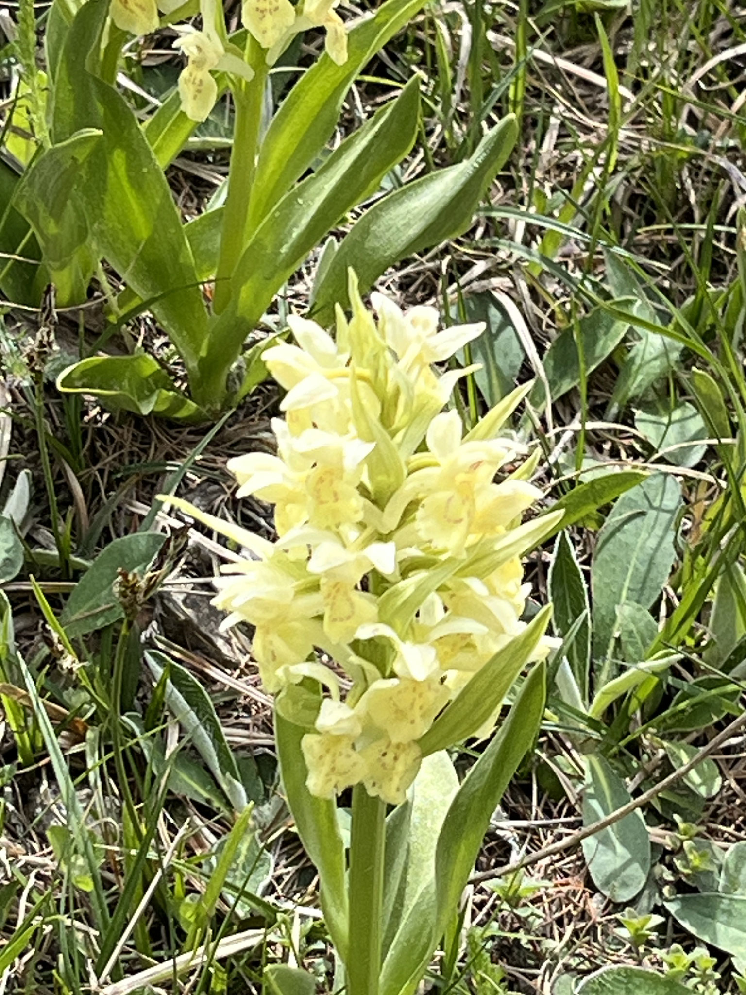Am Strassenrand erblicken wir die ersten Orchideen. Wunderschöne Exemplare des Holunder-Knabenkrauts säumen unseren Weg.