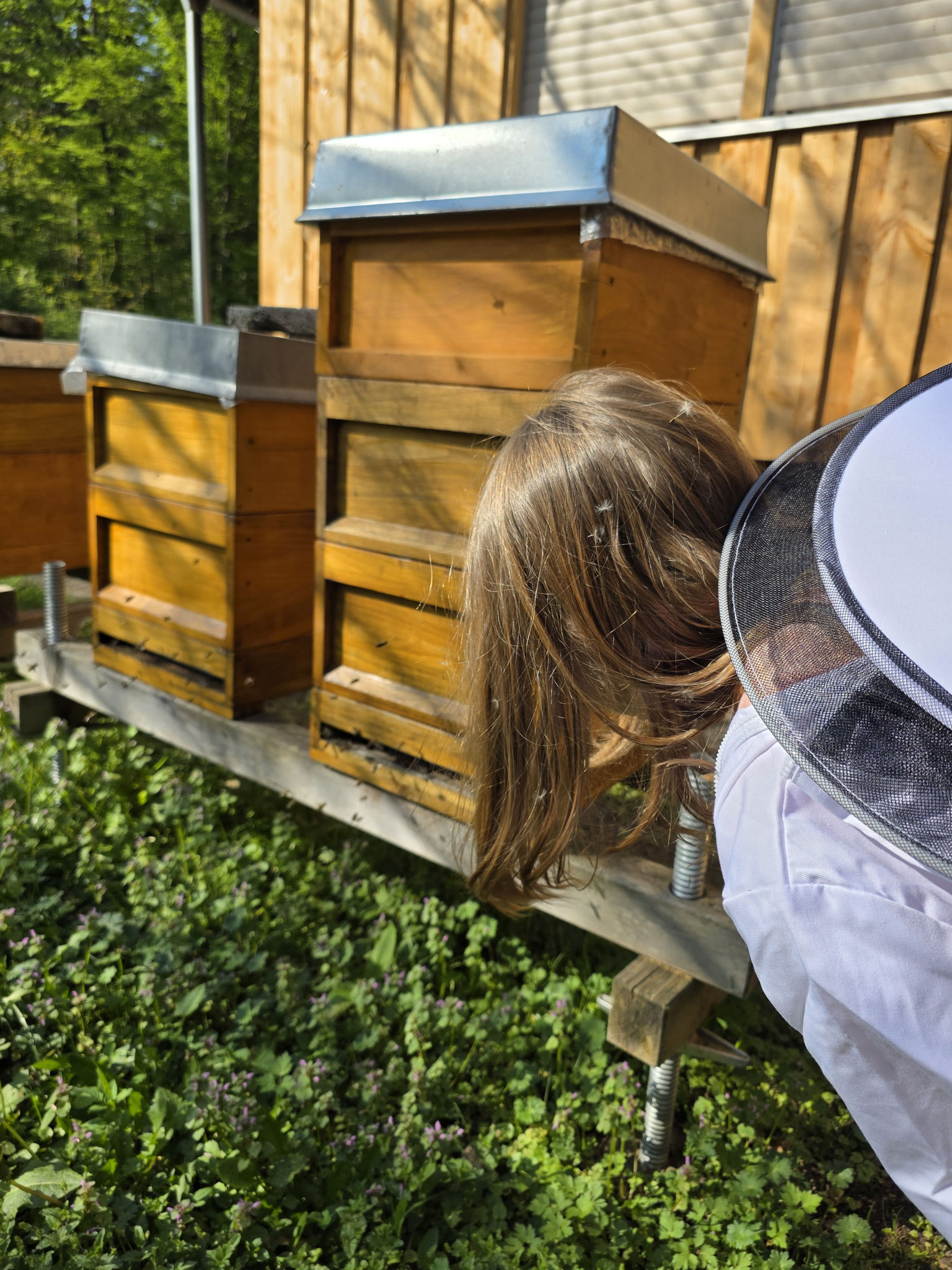 Bienenbeuten Nahaufnahme