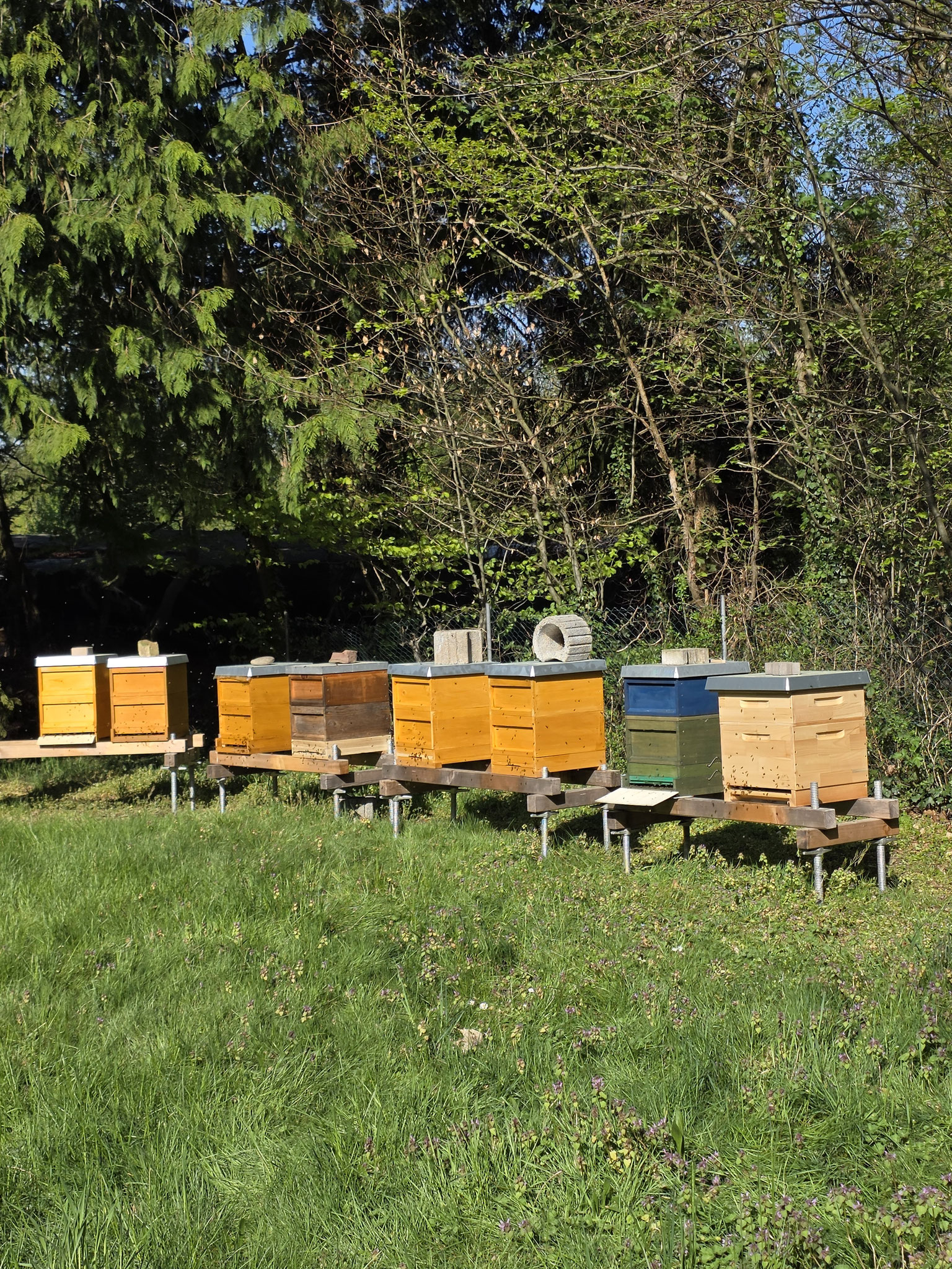 Bienenbeuten in der Natur aufgestellt