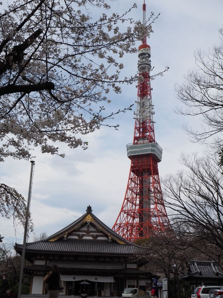 【東京タワー】東京タワーと桜という絶好の構図が撮れる