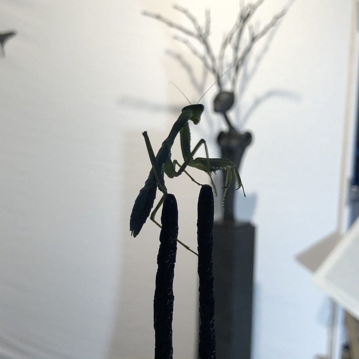 2019 Liberarte Las Dalias, Ibiza