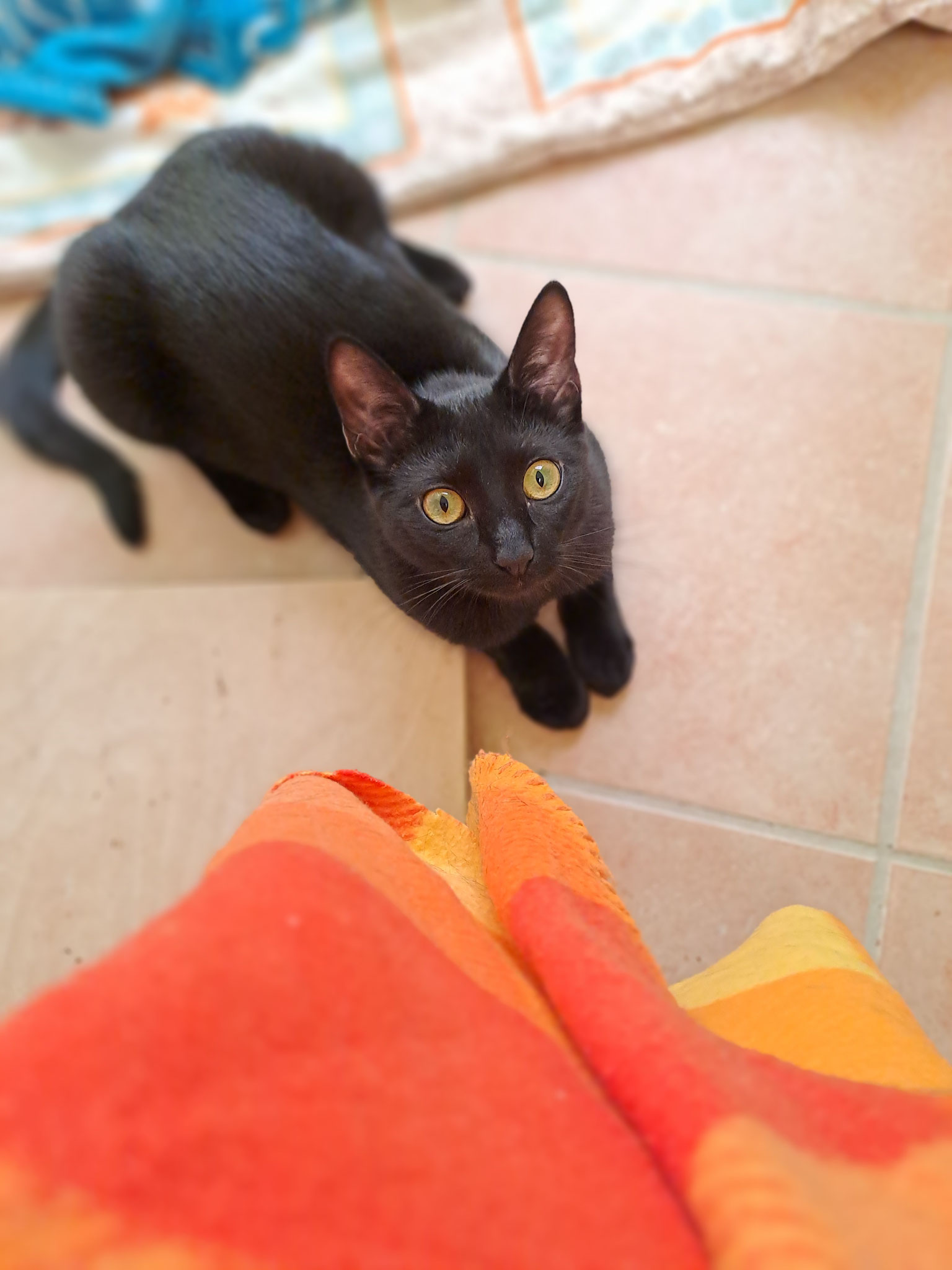 Pepsi, FIV-positiv