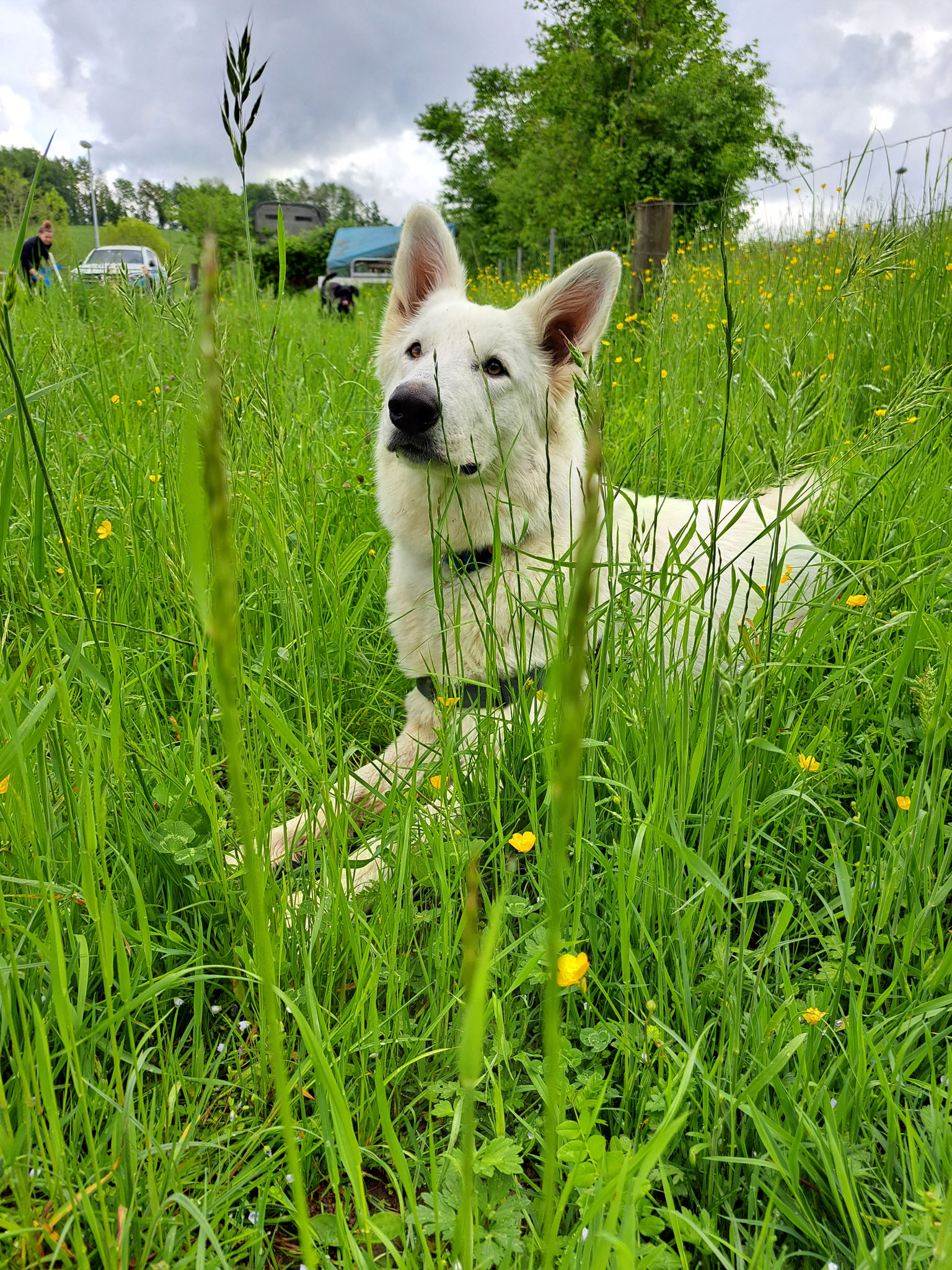 2023 - Hundeparadies Elmer Hundesalon, Hundepflege,Hundebetreuung ...