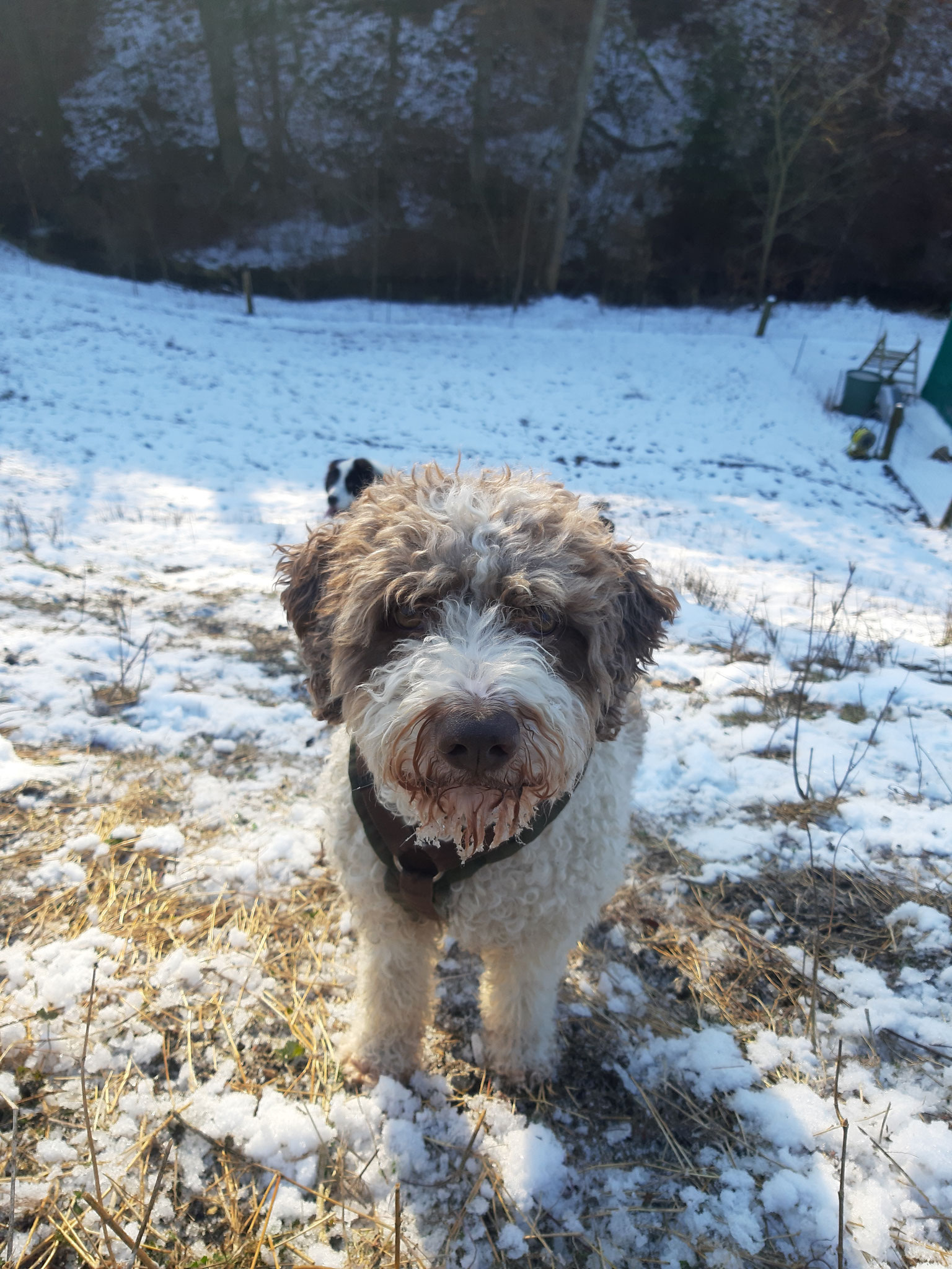 2022 - Hundeparadies Elmer Hundesalon, Hundepflege,Hundebetreuung ...