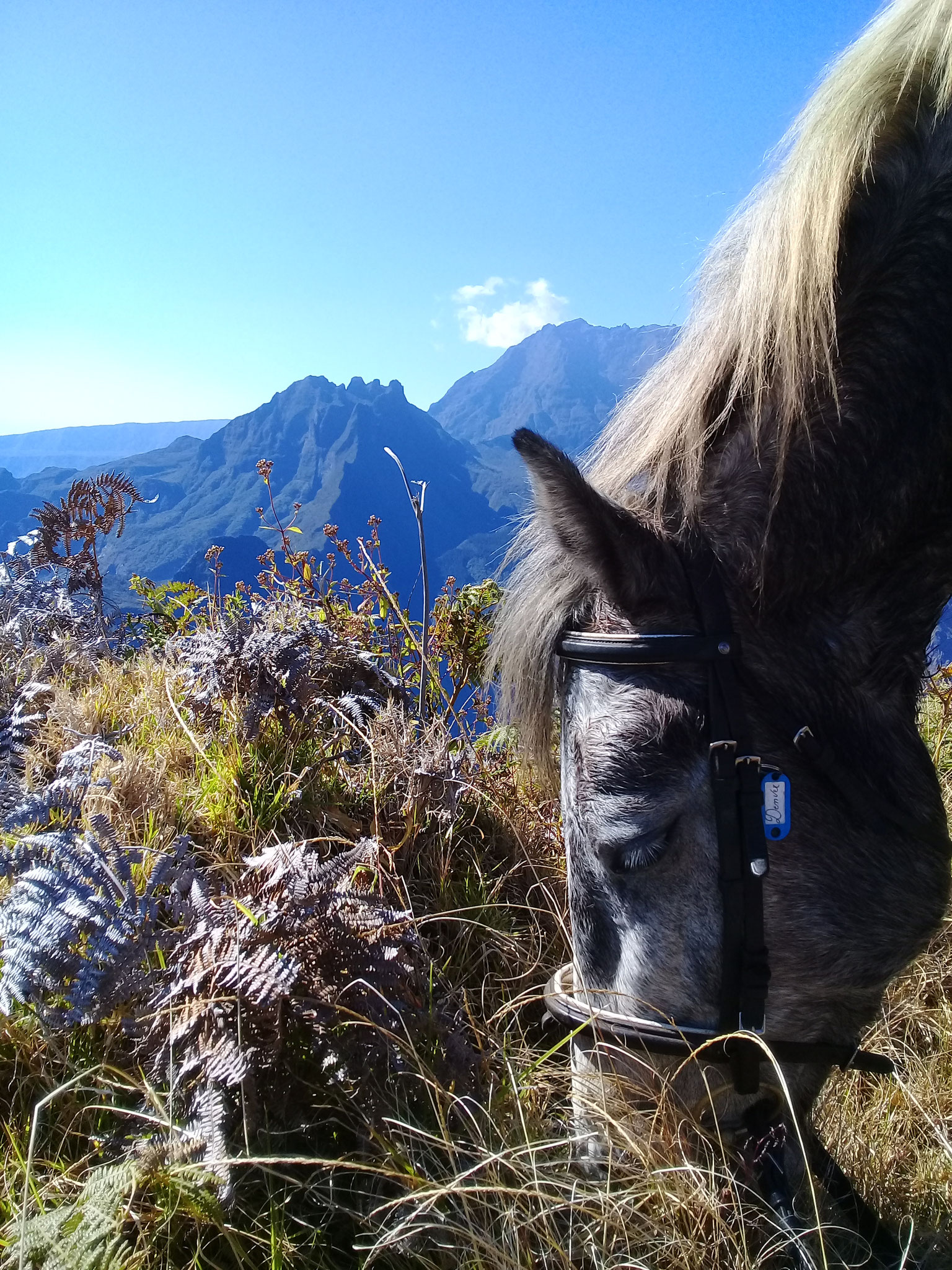 petite pause pour les chevaux, émerveillement pour les cavaliers