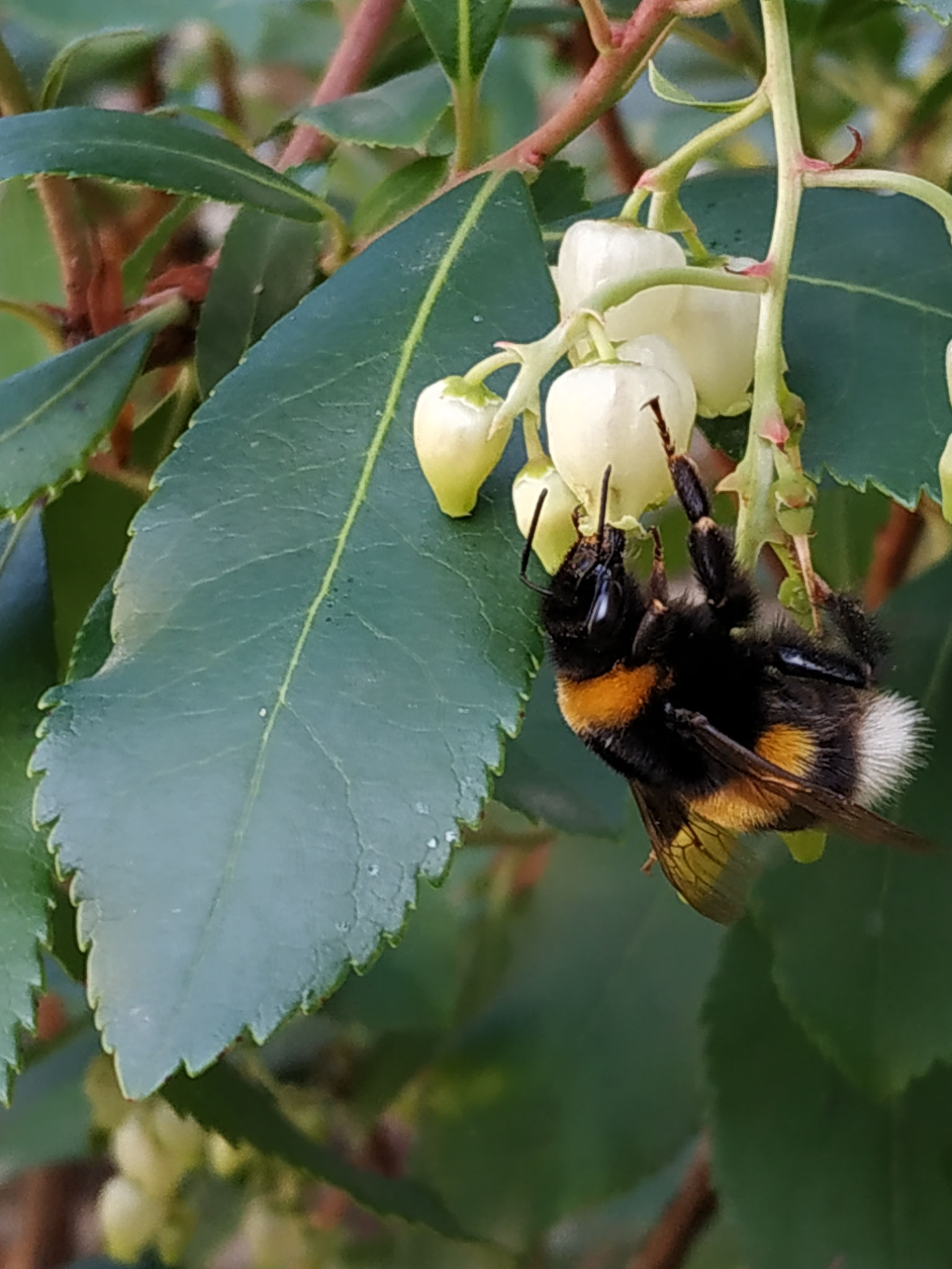 Bombus terrestris, Königin im Winter