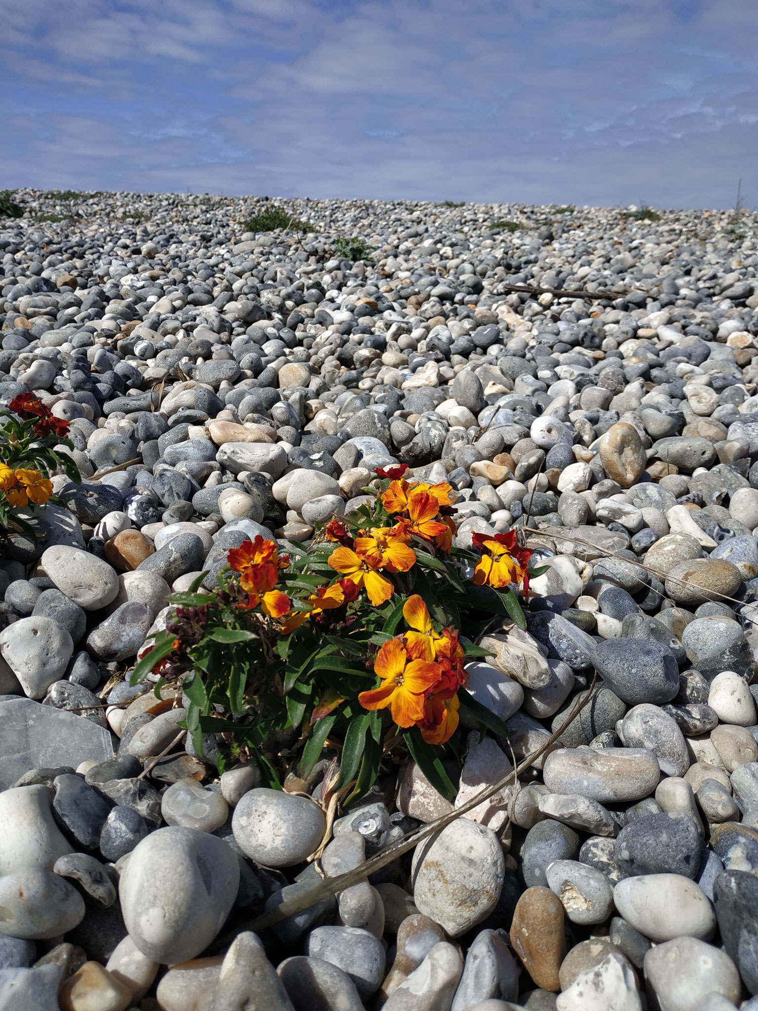 Erysimum cheiri, Goldlack