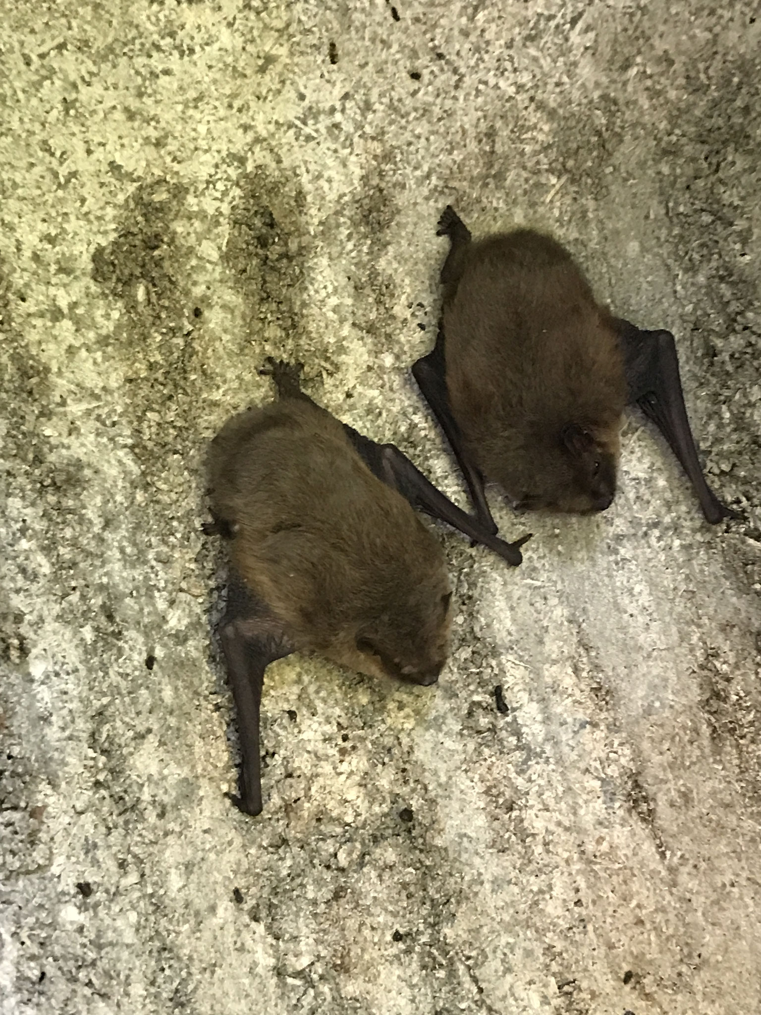 Wasserfledermäuse - sie jagen am liebsten über stehenden und fließenden Gewässer (Bild: Anja Heidemann/NABU)