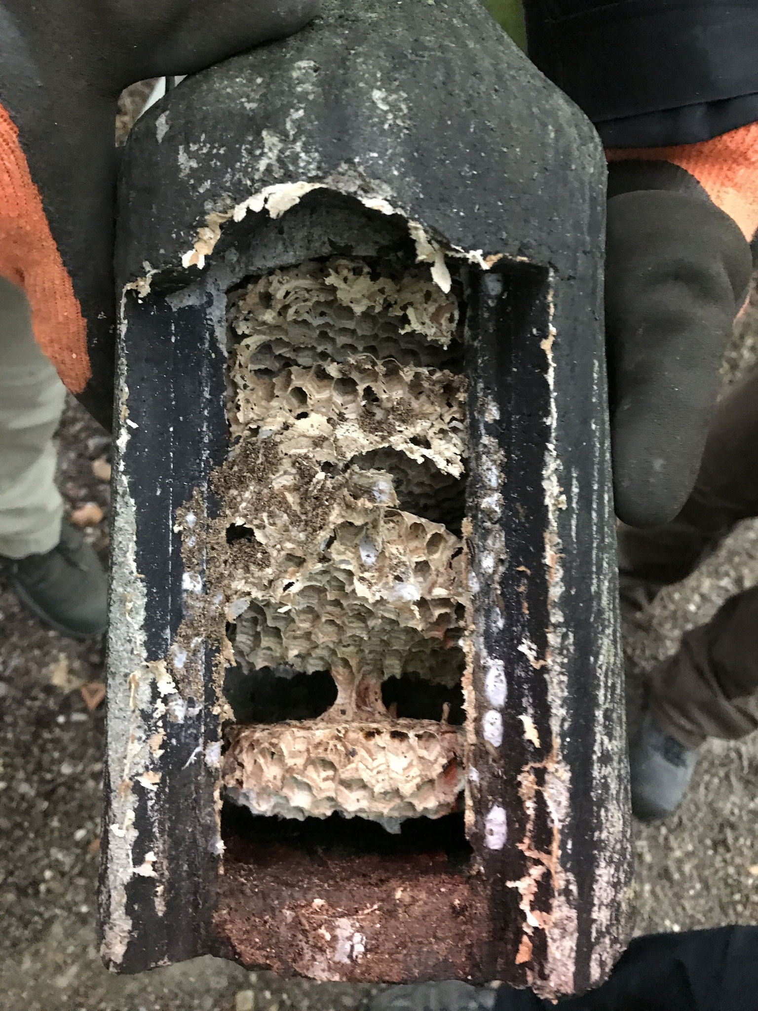 Wespennest in der Fledermaushöhle (Bild: Anja Heidemann/NABU)