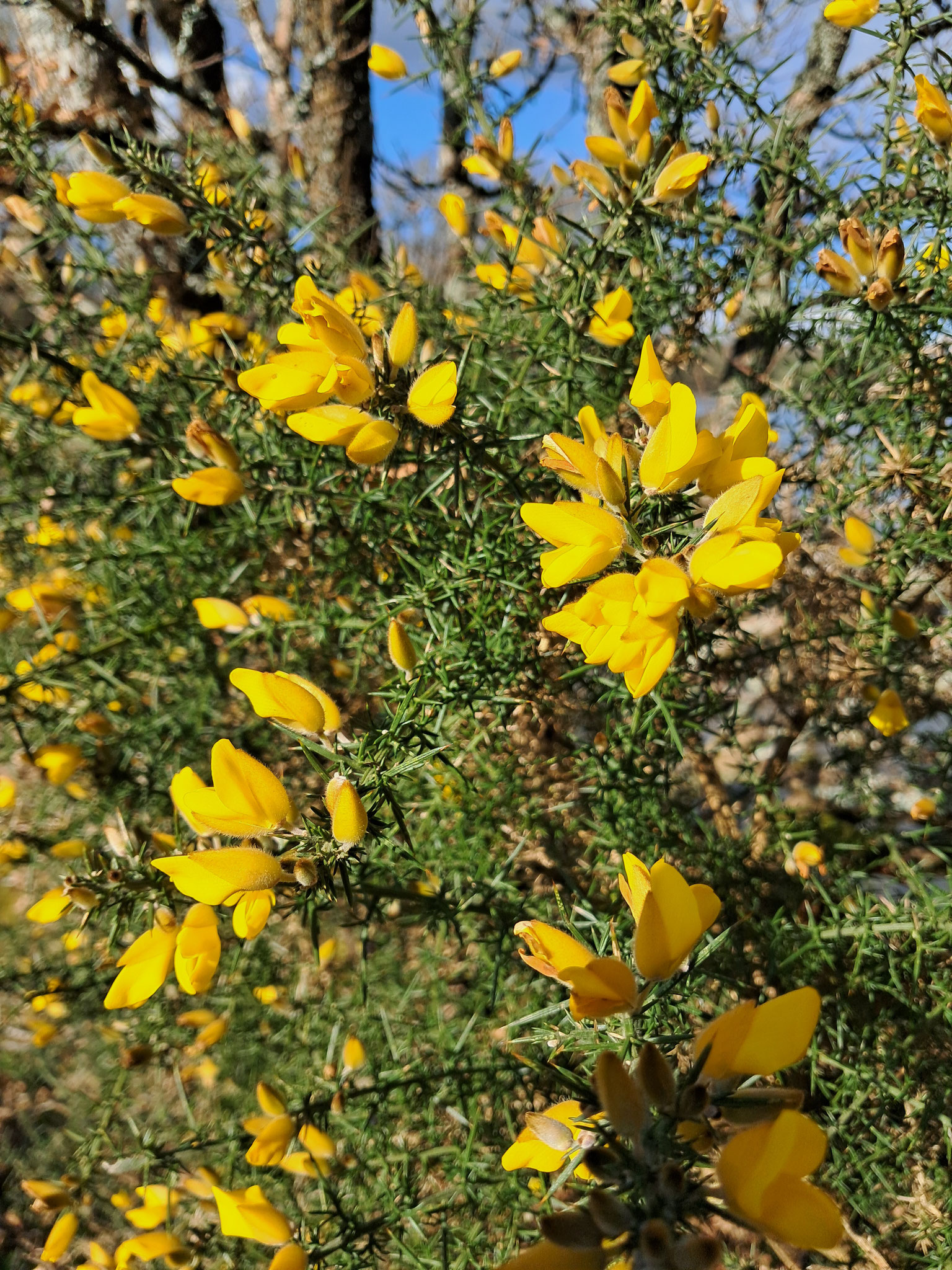 L'ajonc qui annonce le printemps...