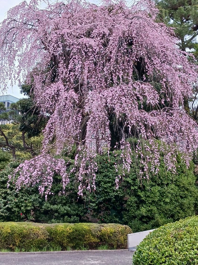 しだれ桜は綺麗に咲き誇っていました