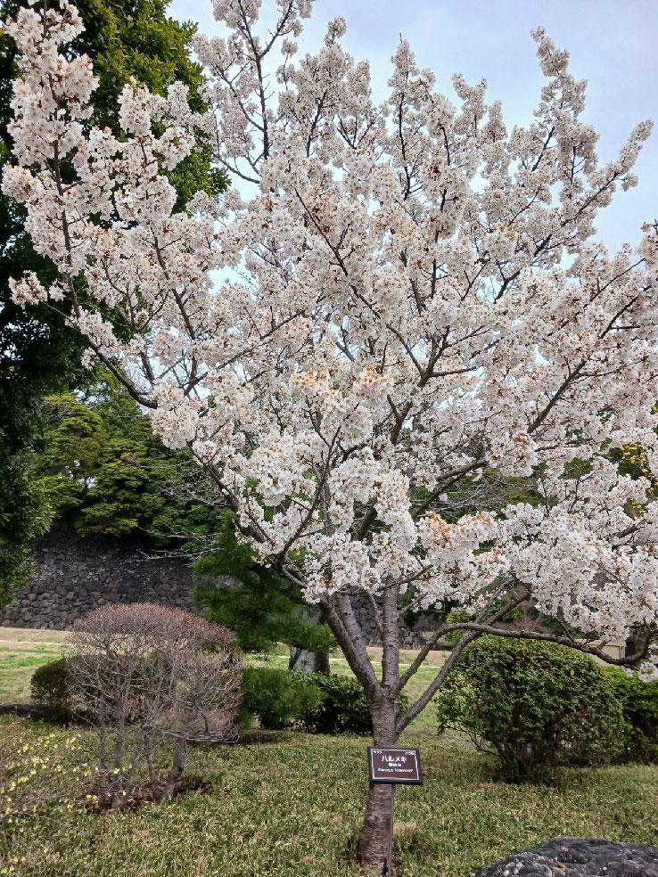 早咲きの桜「ハルメキ」