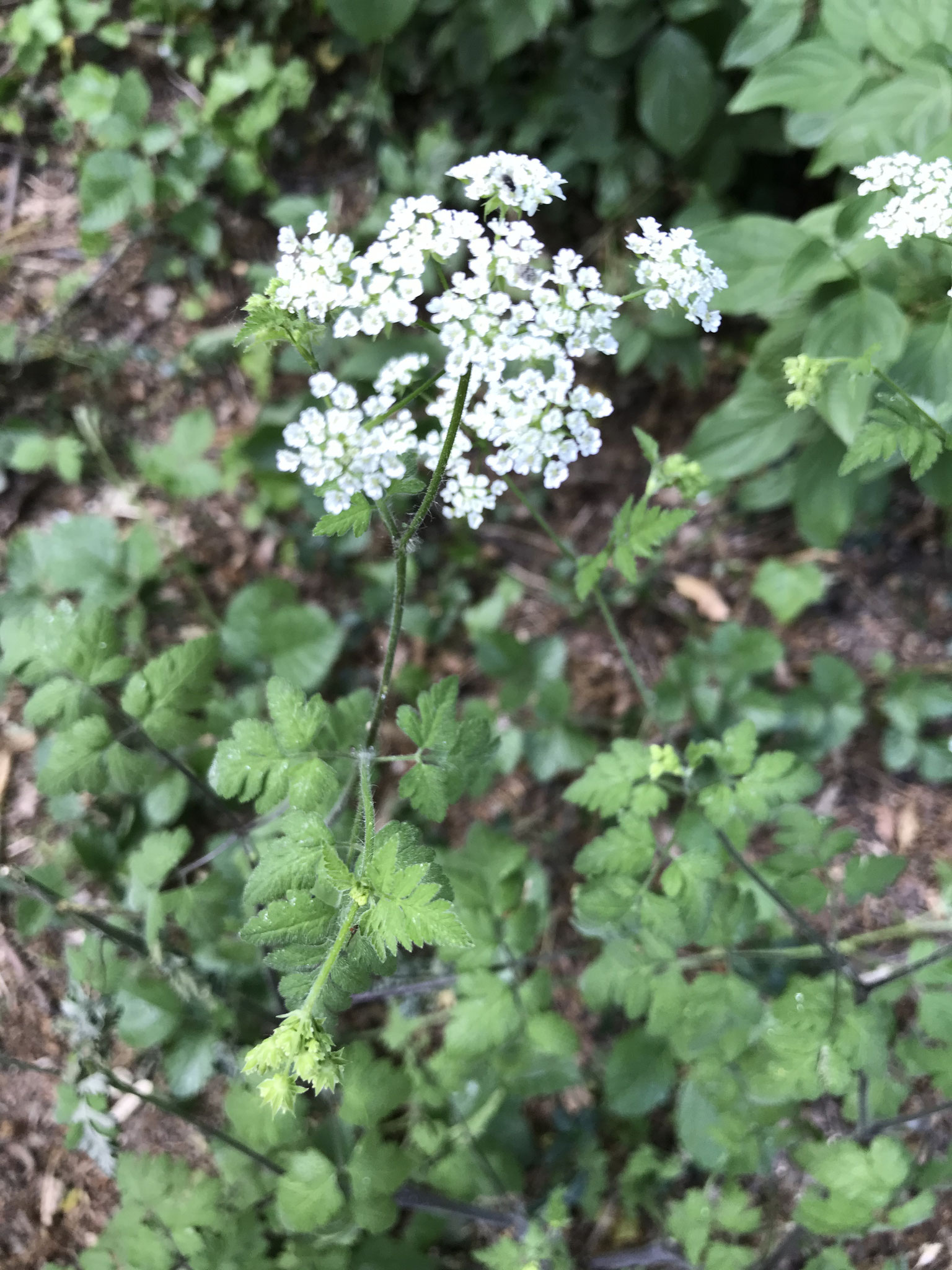 Hecken-Kälberkropf (Chaerophyllum temulum)