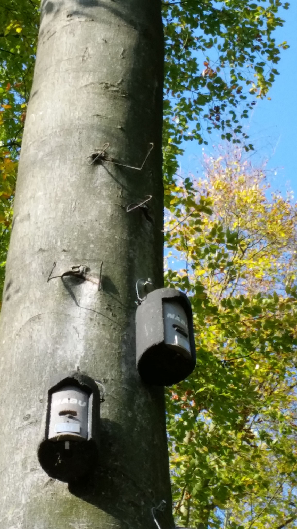 Fledermauskästen