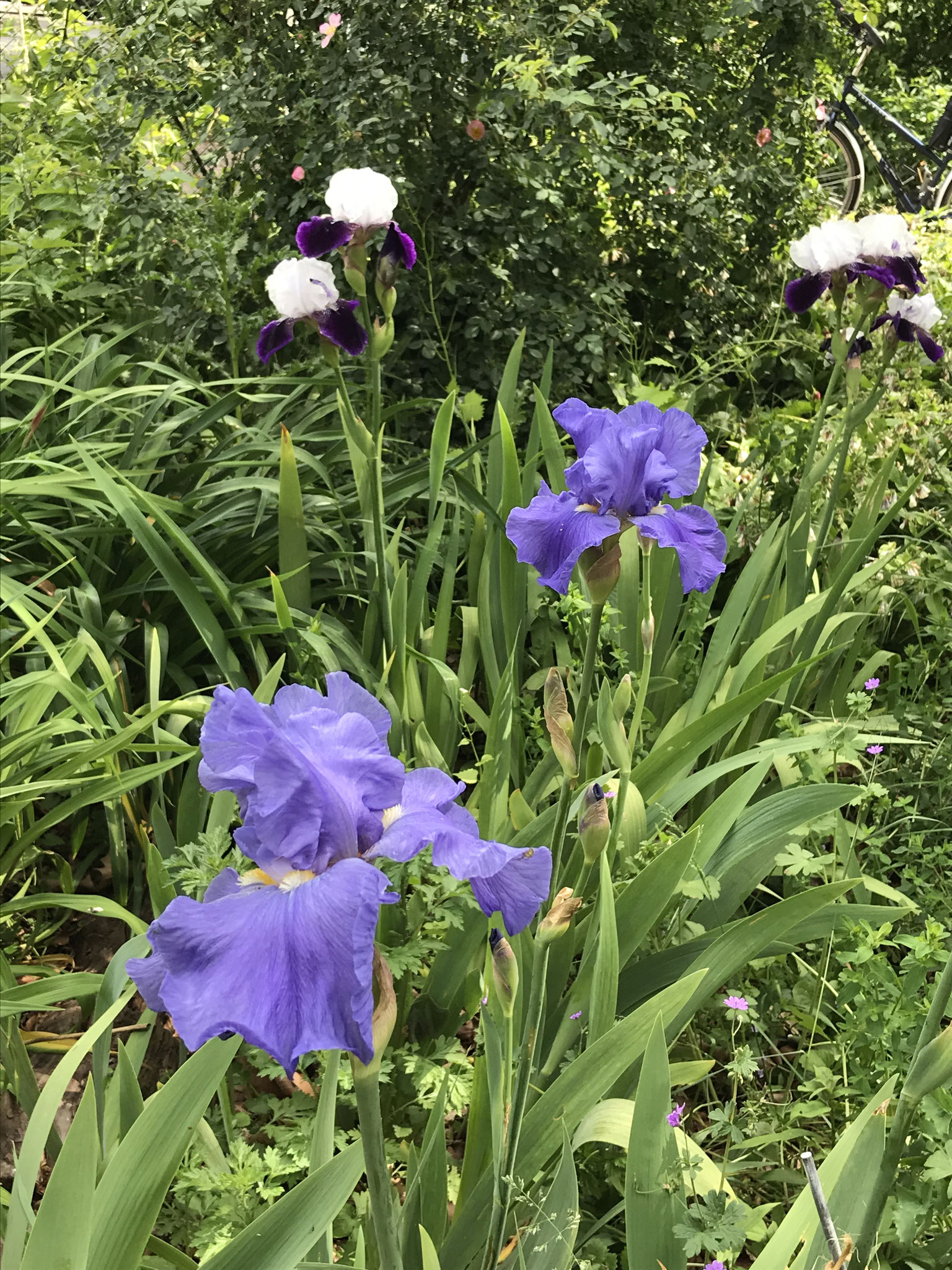 Deutsche Schwertlilie (Iris germanica agg.)