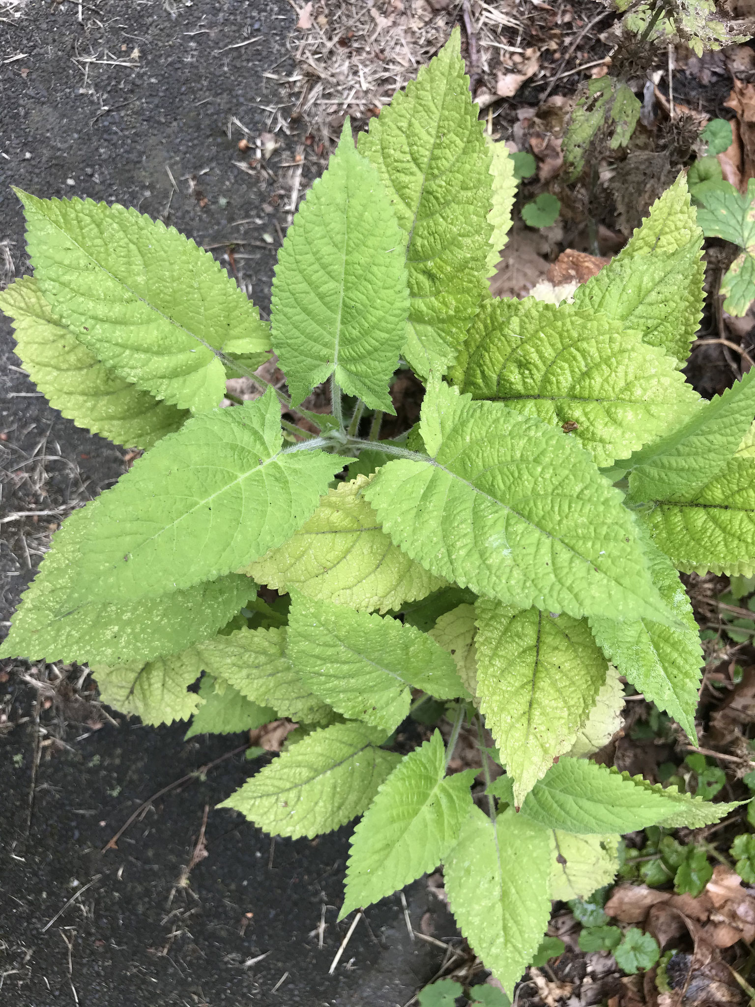 Klebriger Salbei (Salvia glutinosa)